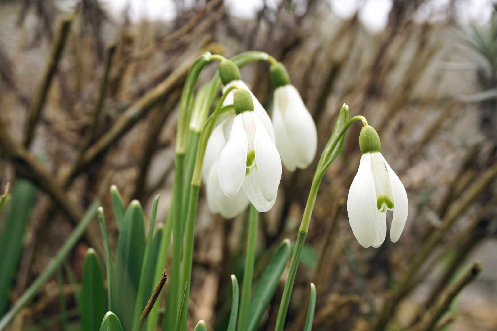Sony a6000 sample photo. Snowdrop, flowers, spring photography
