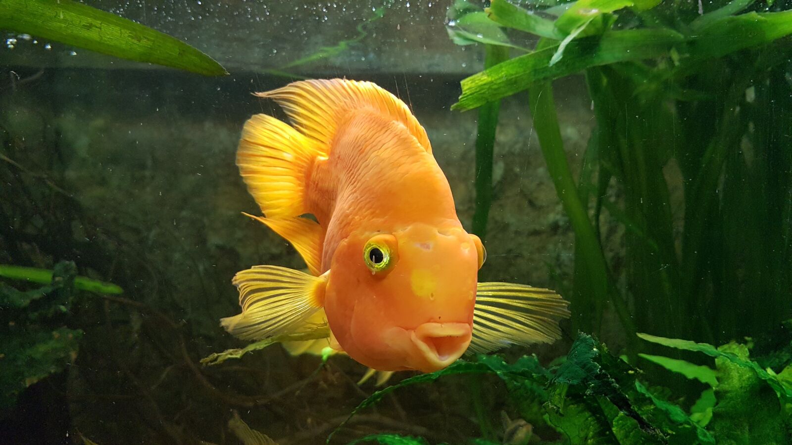 Samsung Galaxy S7 sample photo. Fish, water, sea photography