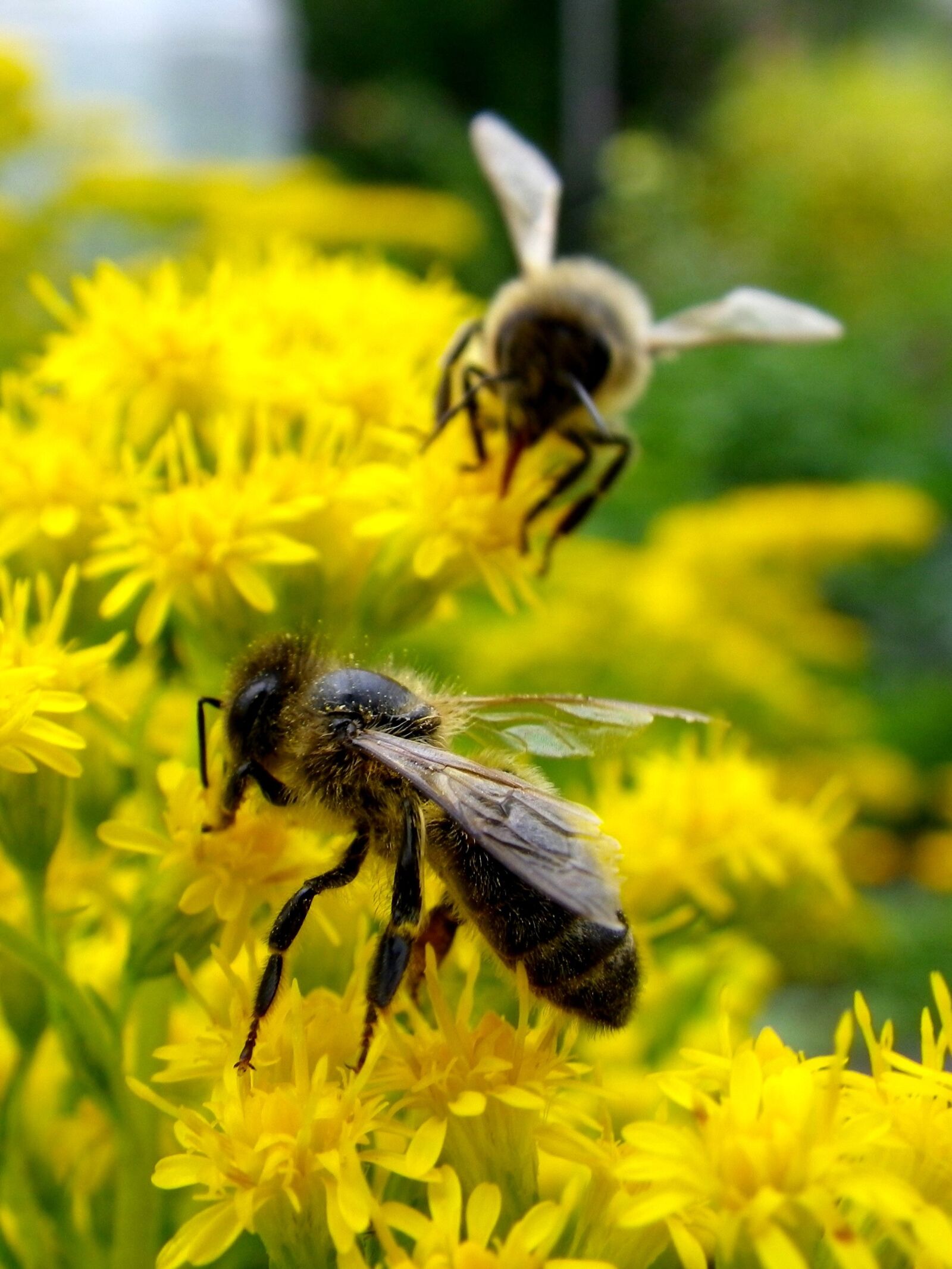 Pentax Optio W90 sample photo. Bee, insect, macro photography