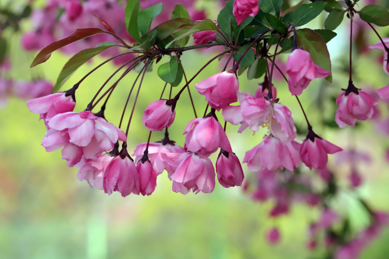 Canon EOS 6D Mark II sample photo. Flower apples, spring, wood photography
