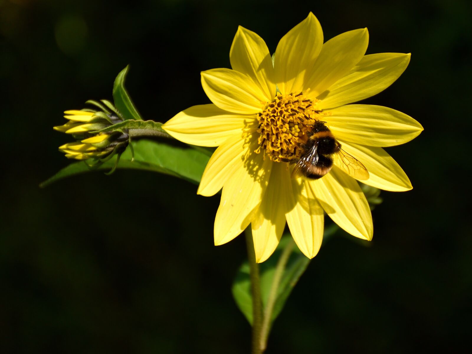 Nikon D5500 sample photo. Bee, blossom, bloom photography