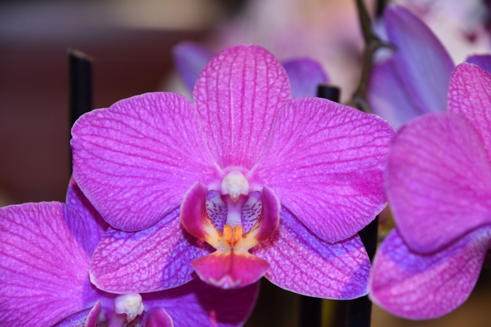 Nikon D5600 sample photo. Flower, nature, plant photography