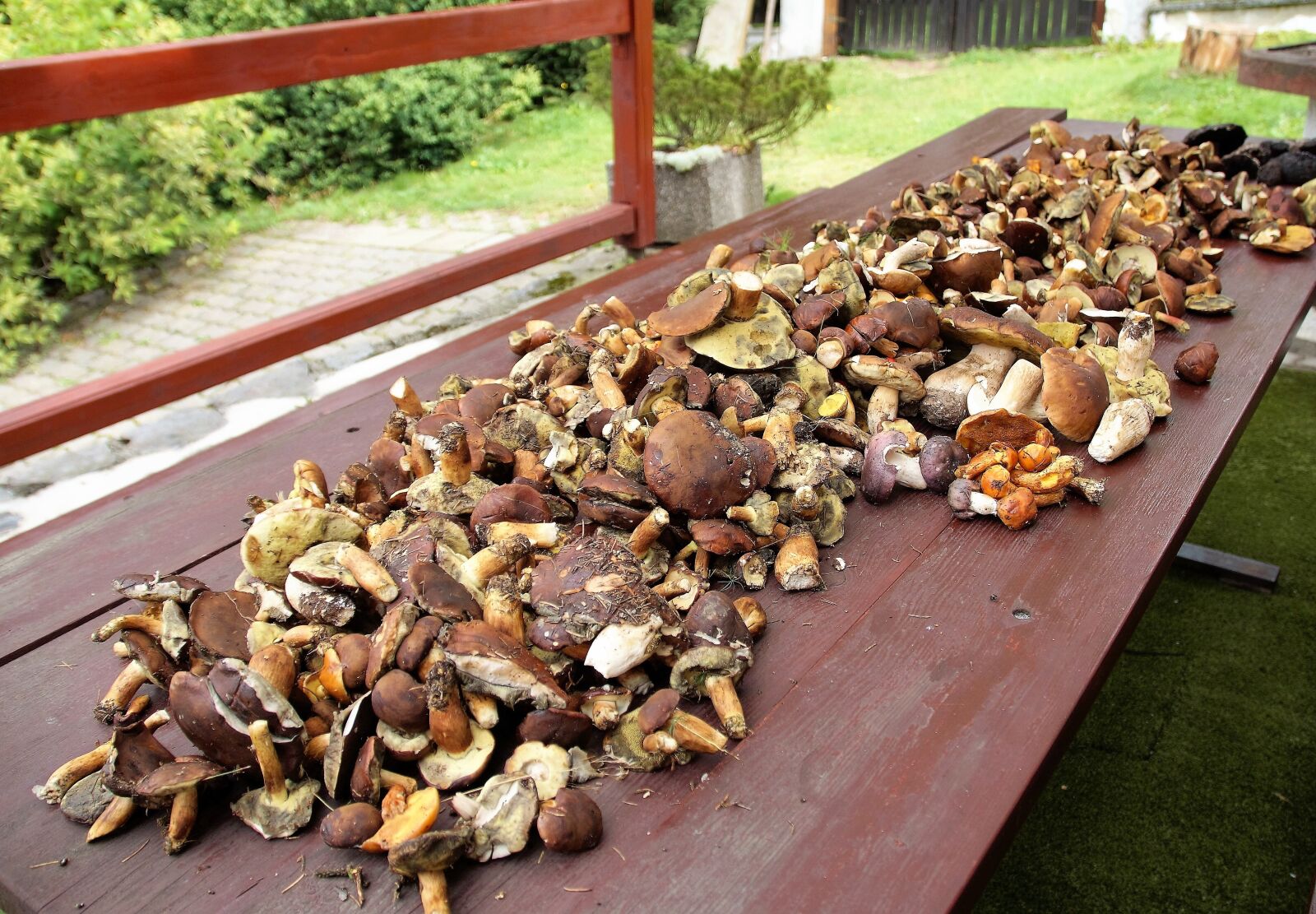 Sony SLT-A58 sample photo. Mushrooms, mushroom picking, cleaning photography
