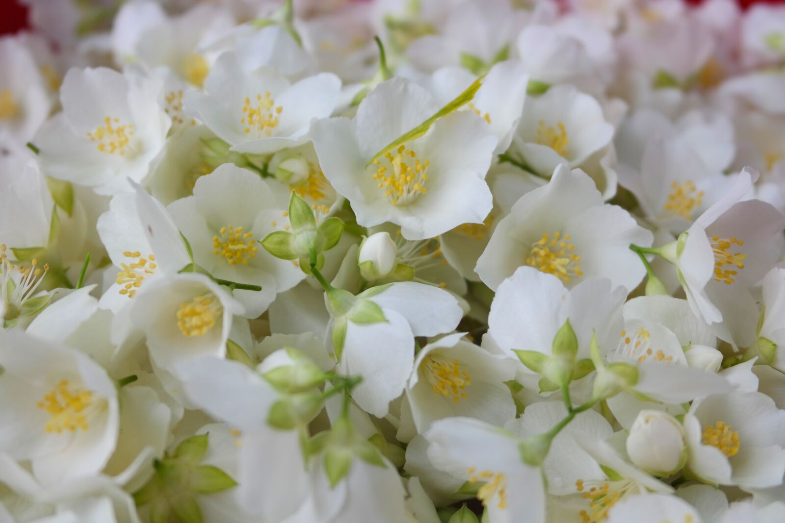 Samsung NX300 sample photo. Jasmine, flowers, aroma photography