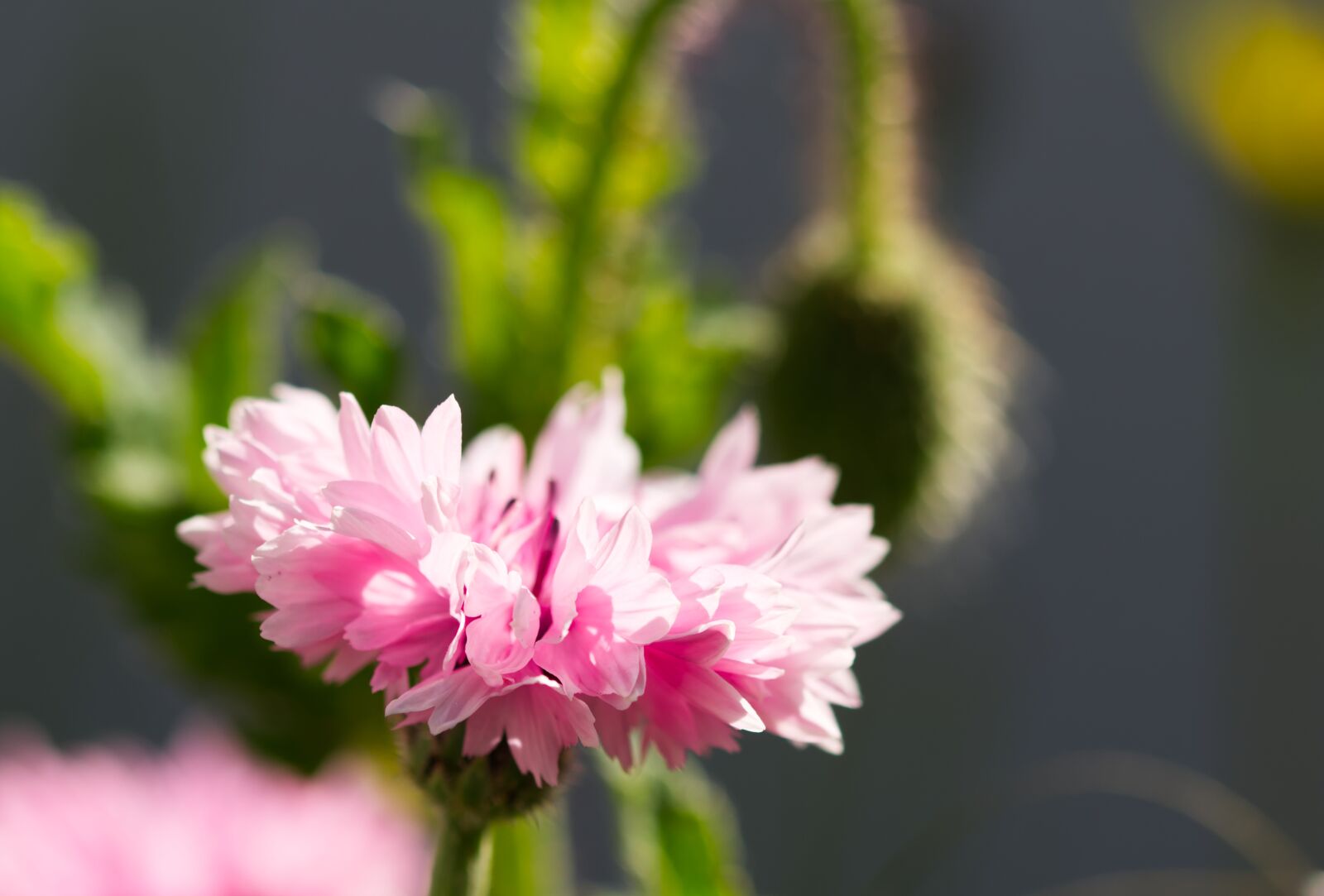 Nikon D5500 sample photo. Cornflower, flower, blossom photography