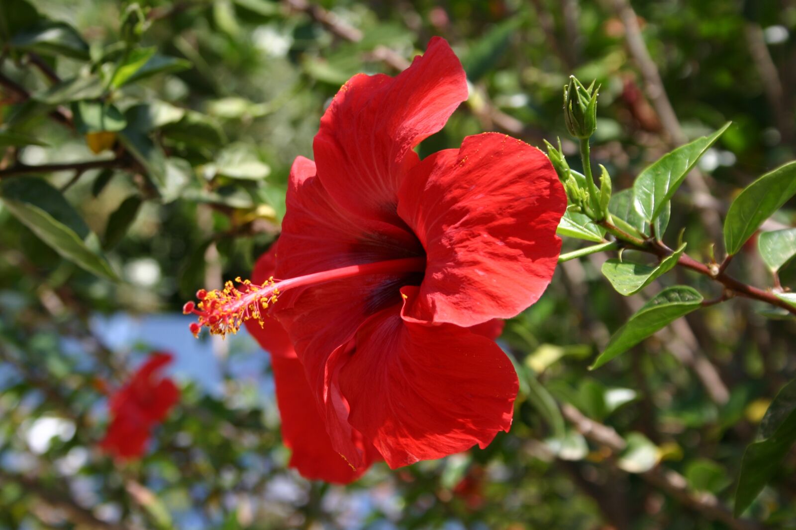 Canon EOS 300D (EOS Digital Rebel / EOS Kiss Digital) sample photo. Hibiscus, flower, garden photography