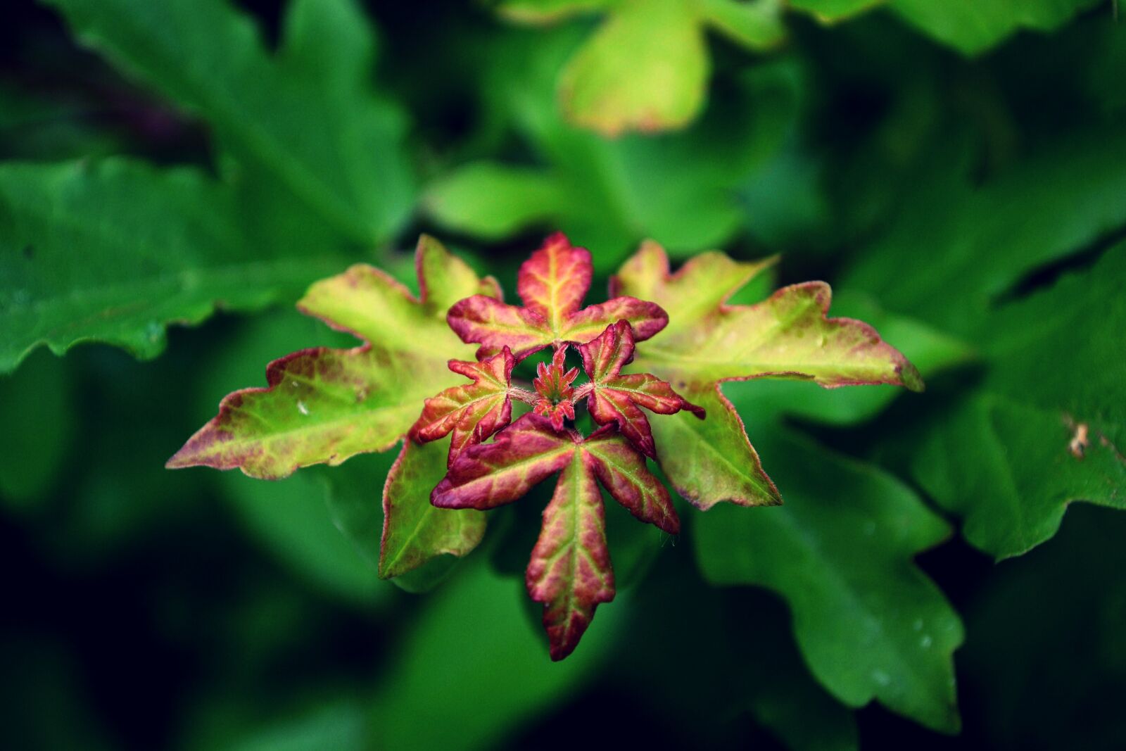 Nikon D3100 sample photo. Plant, leaves, nature photography