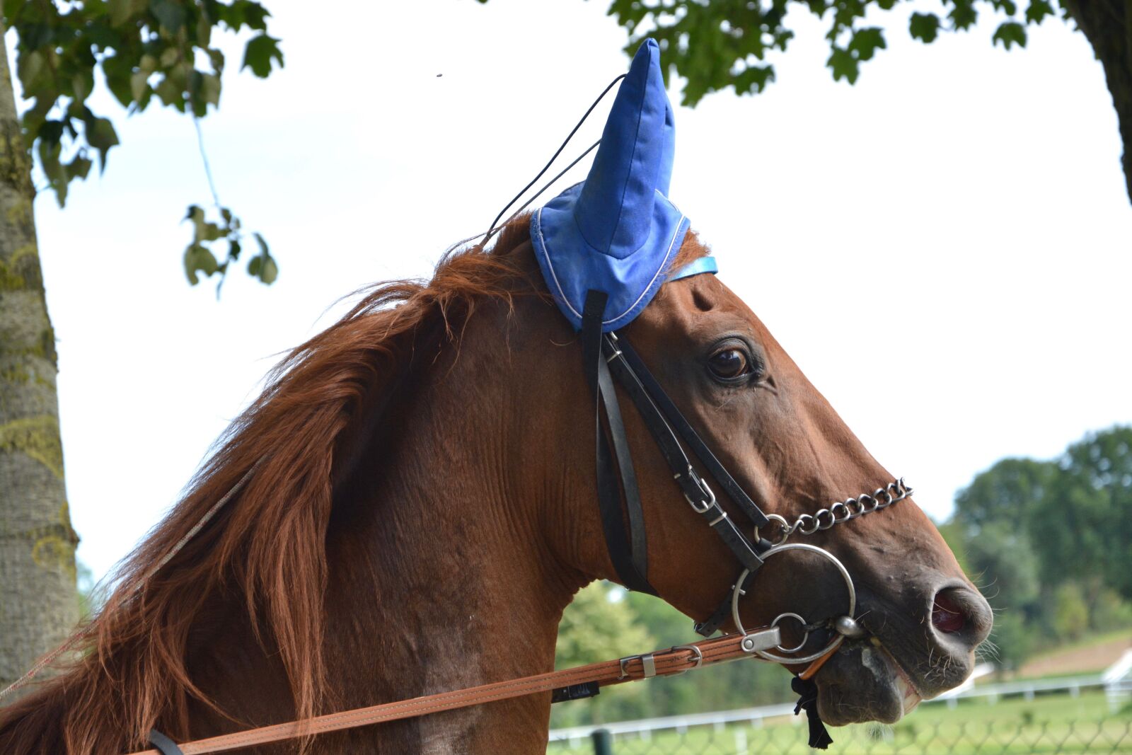 Nikon D5200 sample photo. Horse, head, snout photography