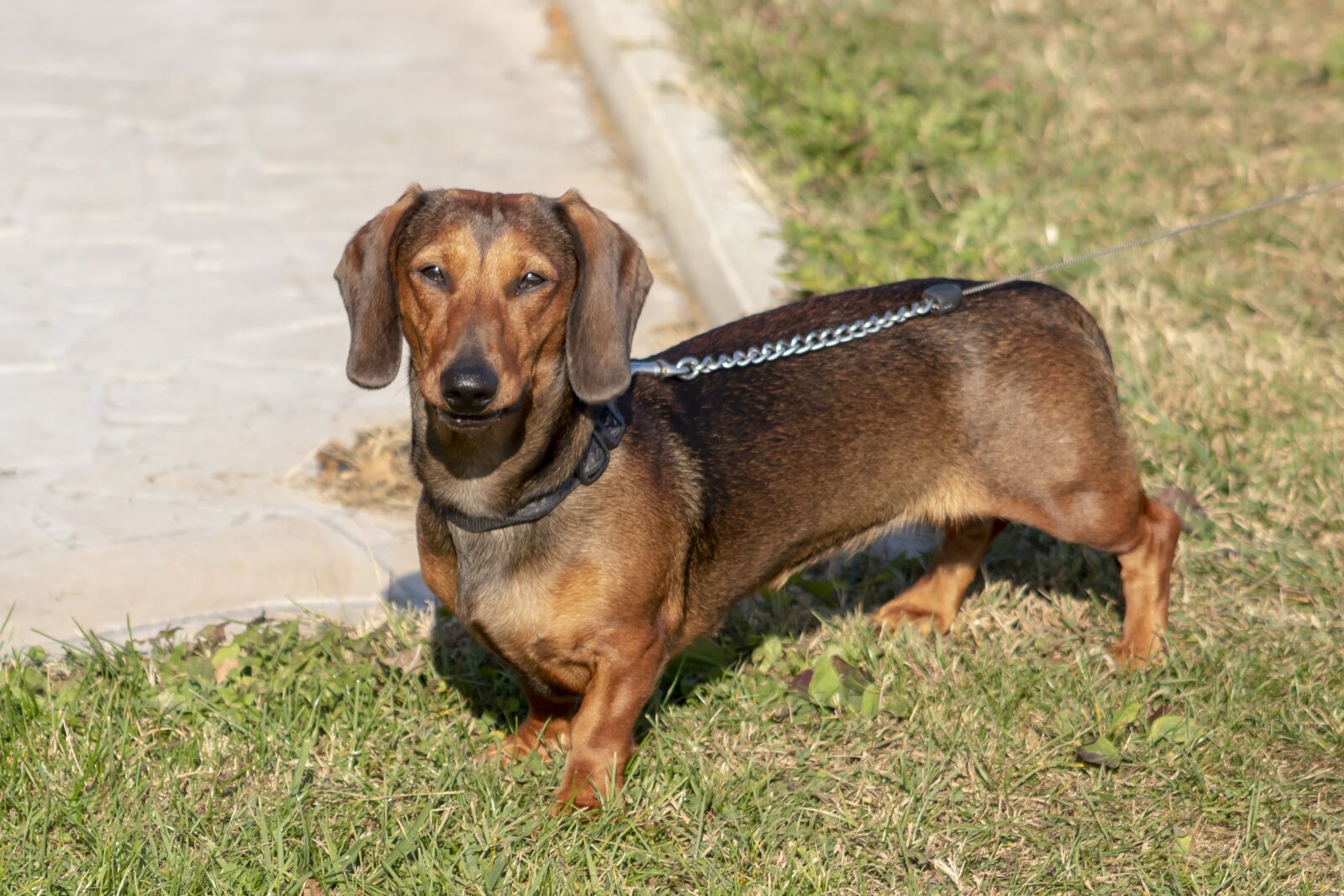Canon EF75-300mm f/4-5.6 sample photo. Dog, pets, hairy photography