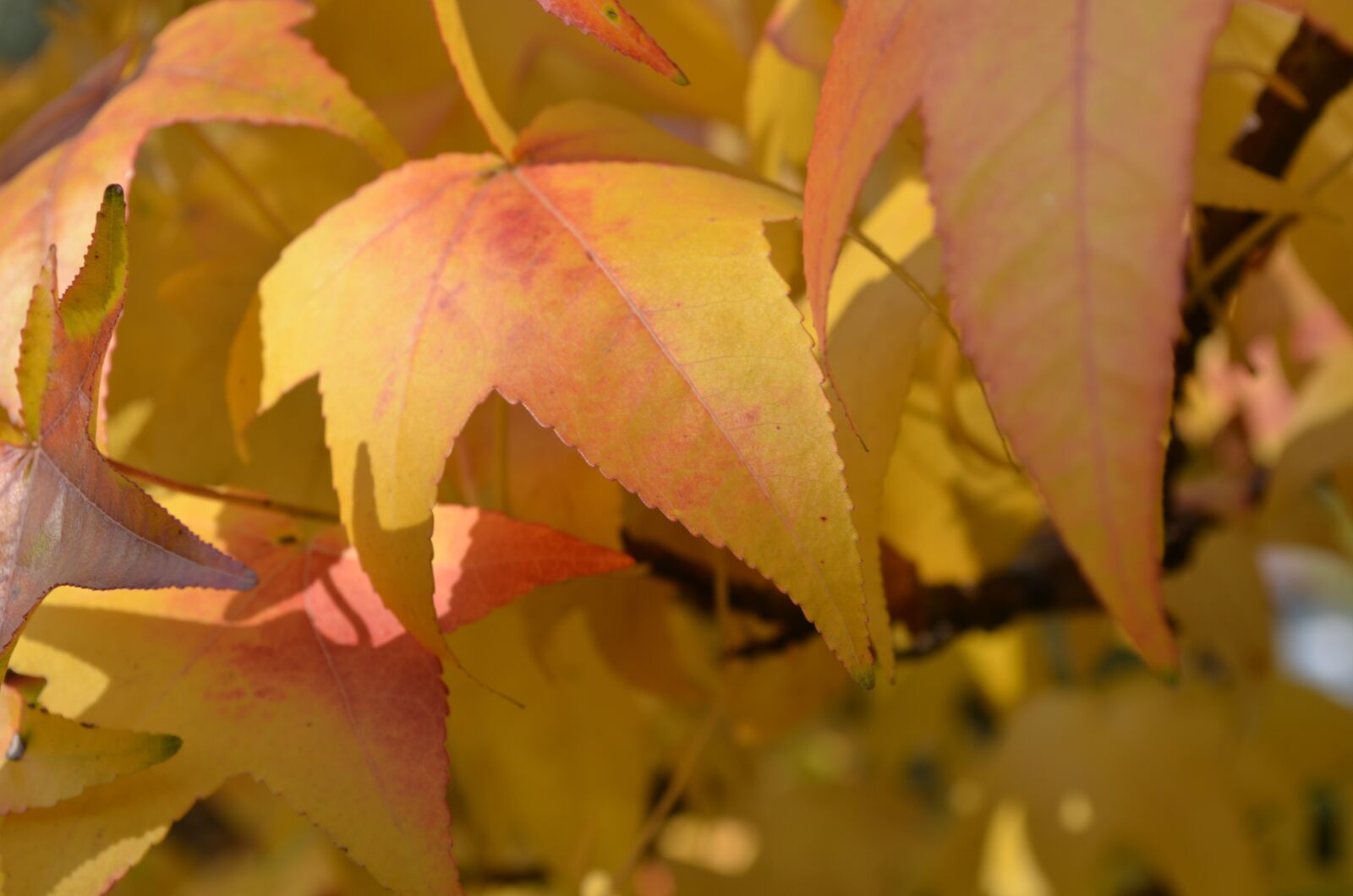 Nikon D5100 sample photo. Leaves, autumn, coloring photography