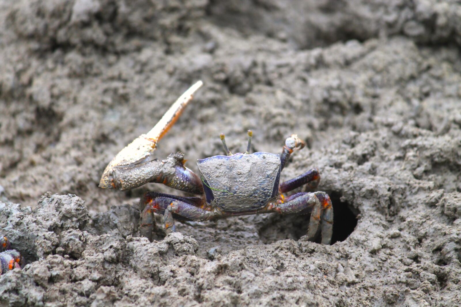 Canon EF-S 55-250mm F4-5.6 IS sample photo. Fiddler crab, crab, cancer photography