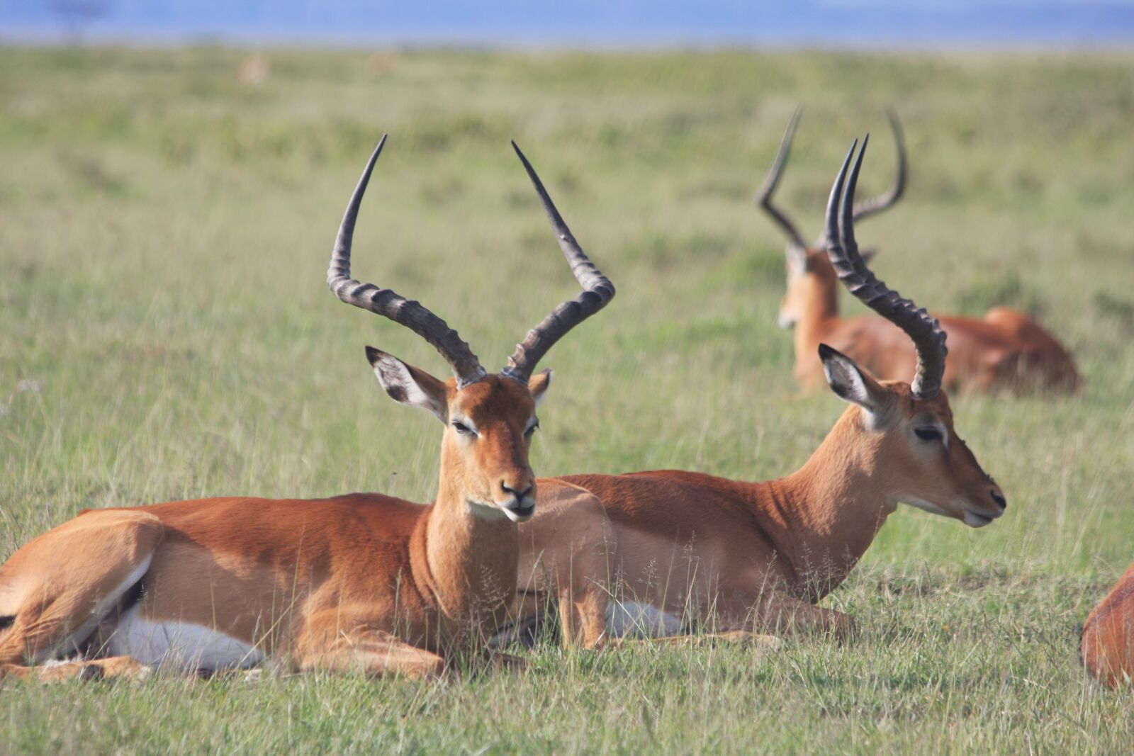 Canon EOS 40D sample photo. Antelope, wildlife, mammal photography