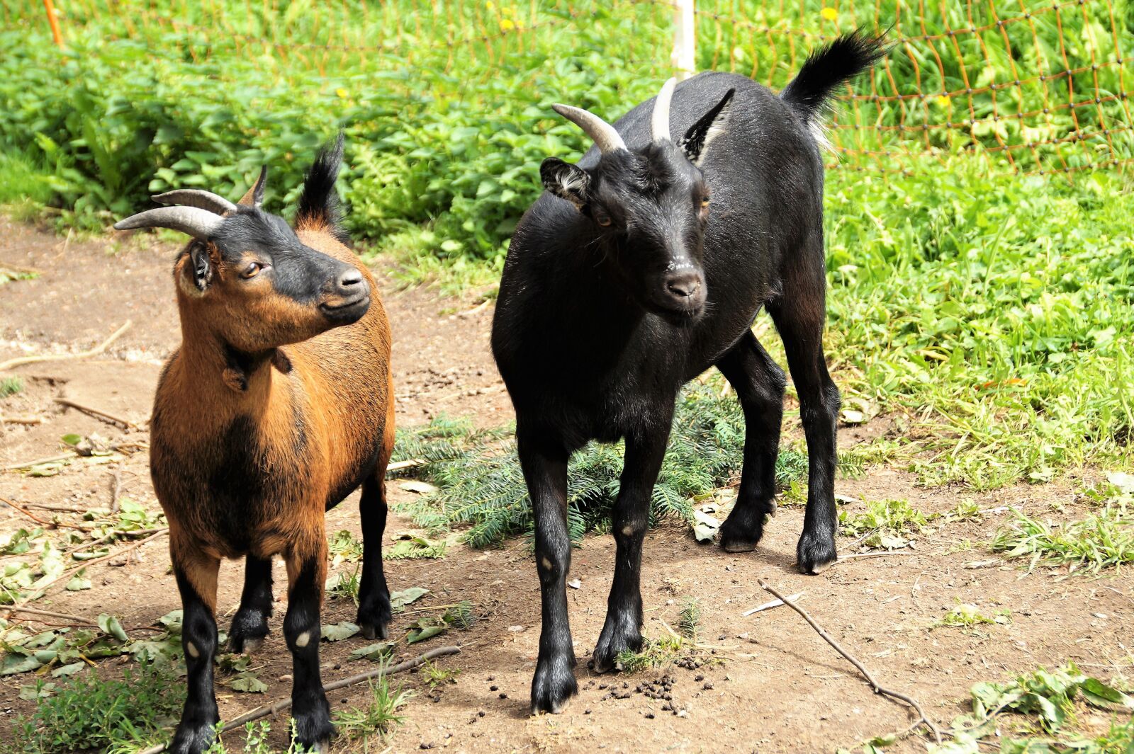 Sony SLT-A58 sample photo. Goat, animal, farm photography
