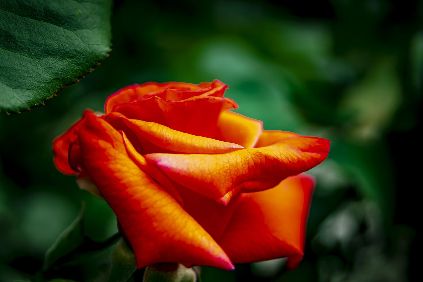 Nikon D7500 sample photo. Flower, pink, nature photography