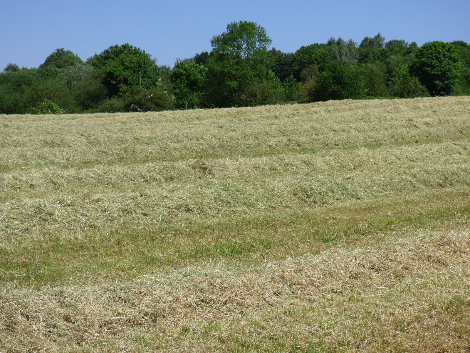 Panasonic DMC-FZ72 sample photo. Mow, mowed field, haymaking photography