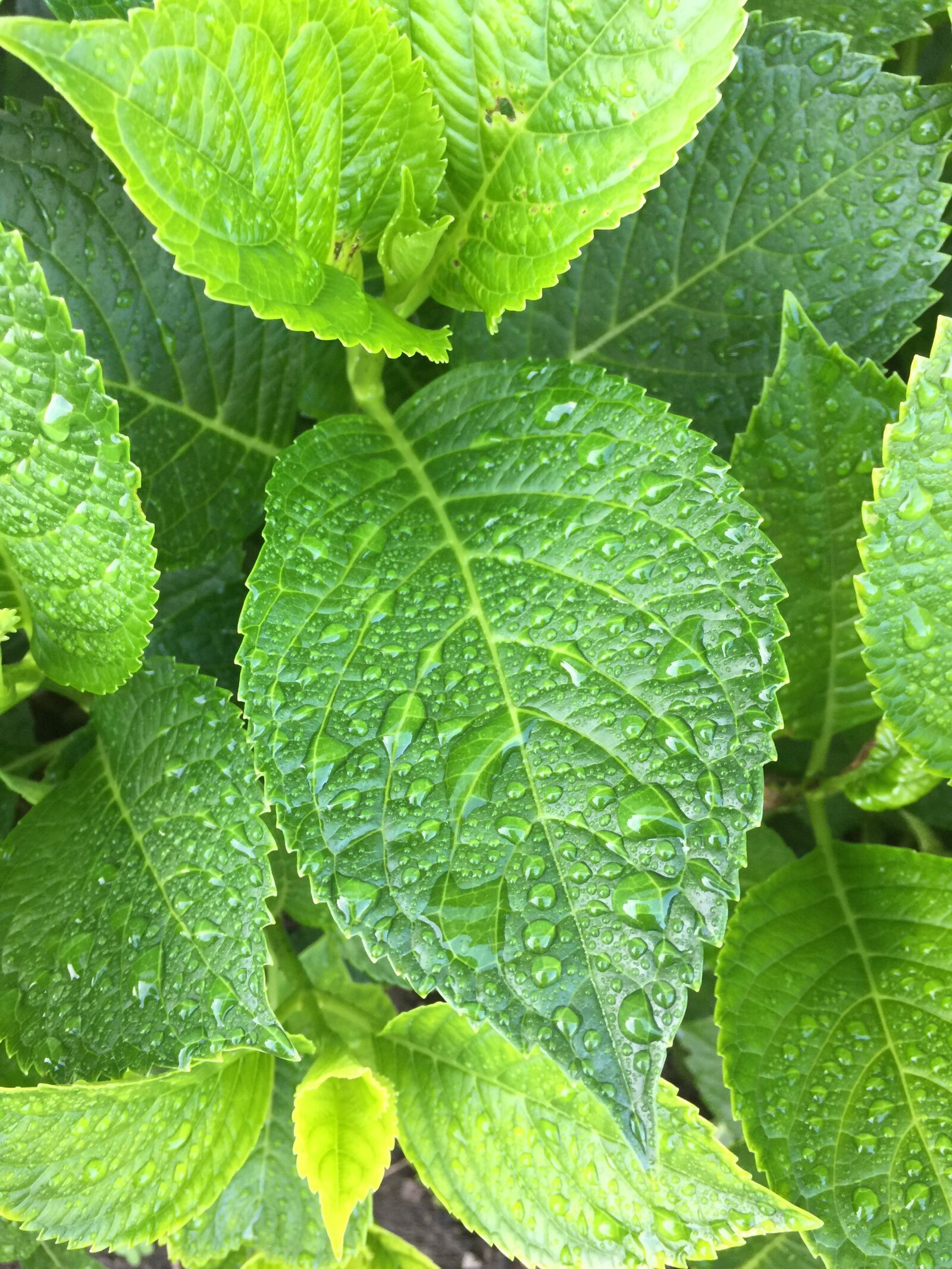 iPhone 6 Plus back camera 4.15mm f/2.2 sample photo. Leaf, fauna, garden photography