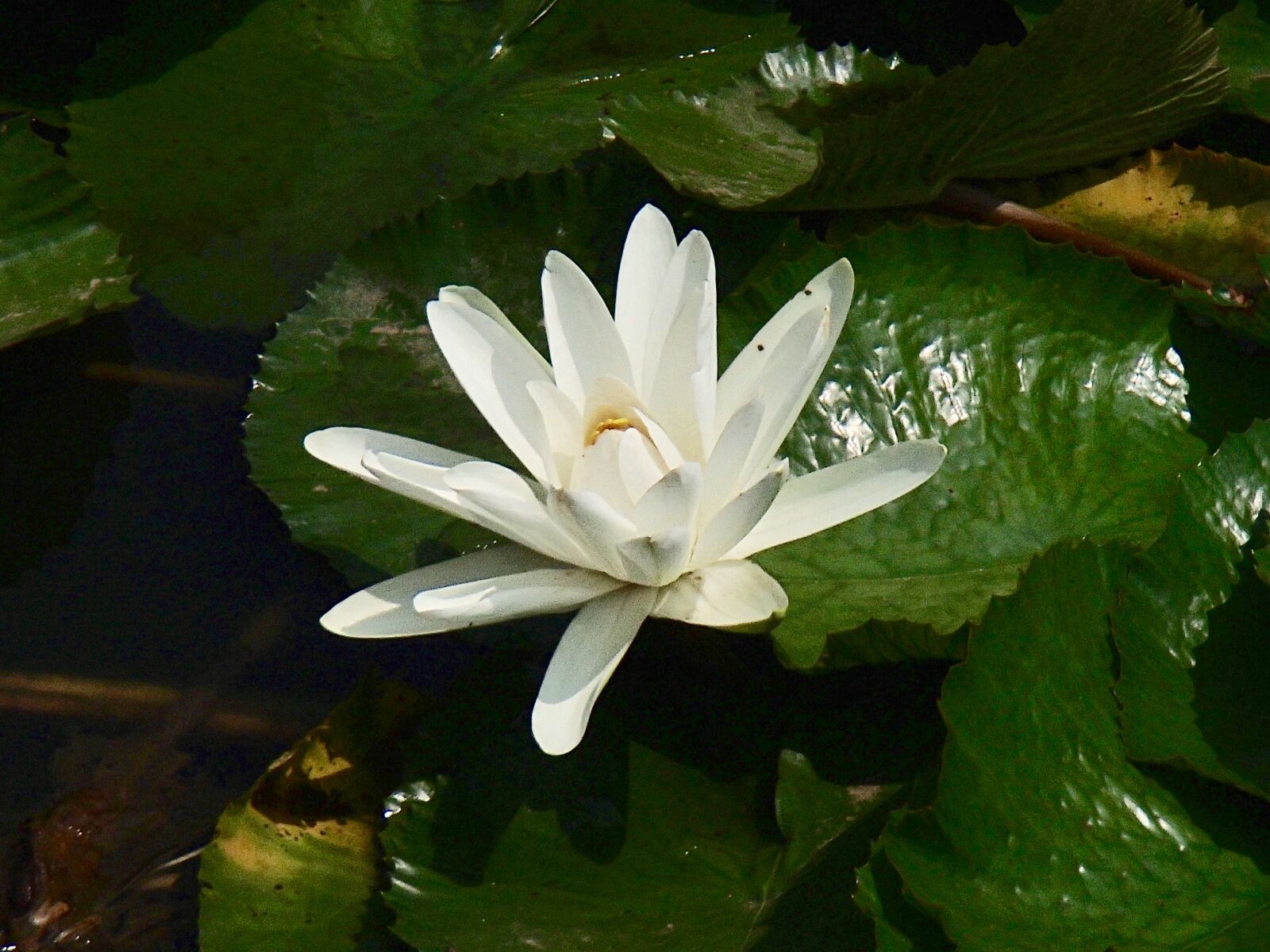 Olympus TG-820 sample photo. White lilly, lilly, white photography