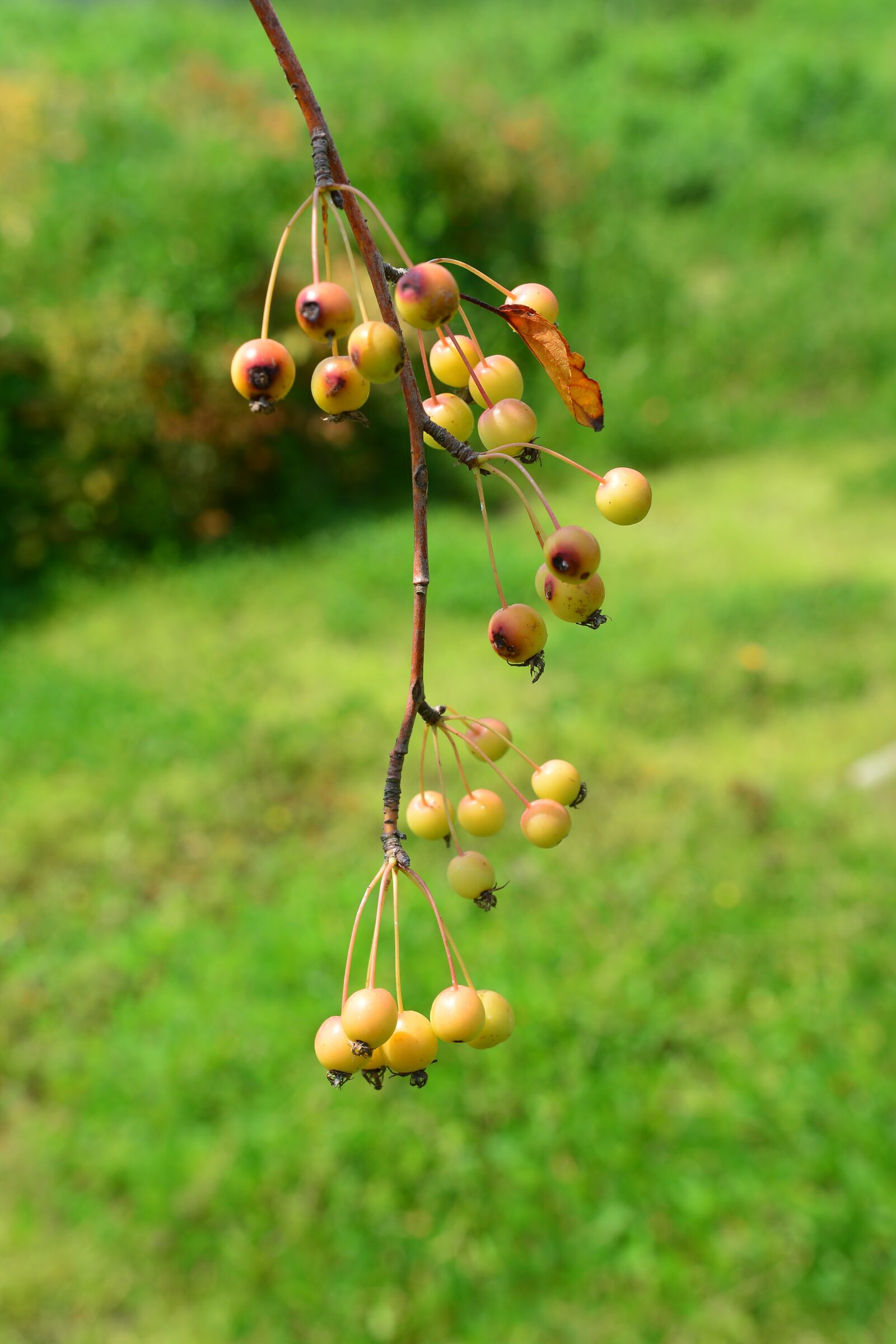 Nikon D7100 sample photo. Republic of korea, apple photography