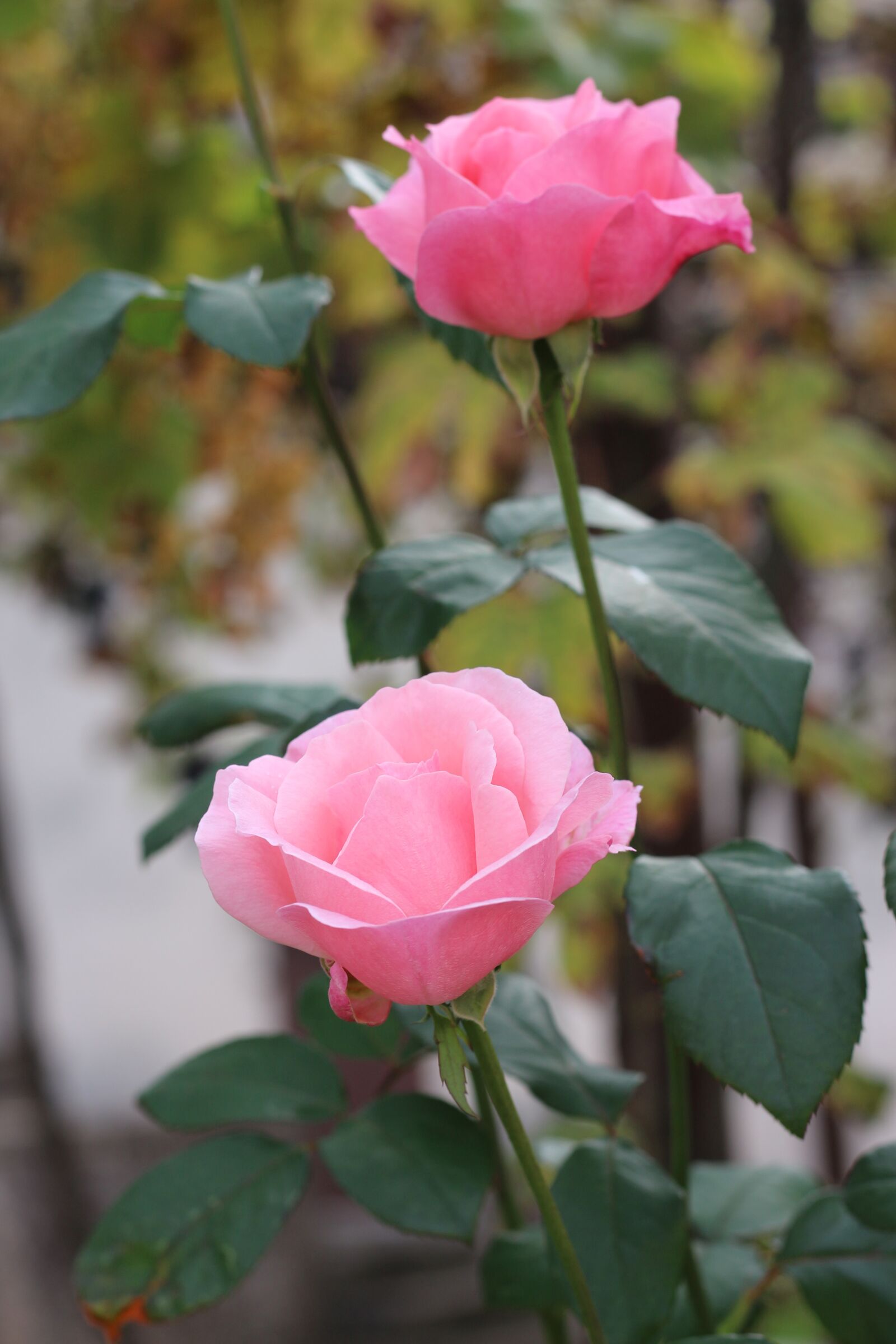 Canon EF 50mm F1.8 STM sample photo. Flowers, rose, bloom photography