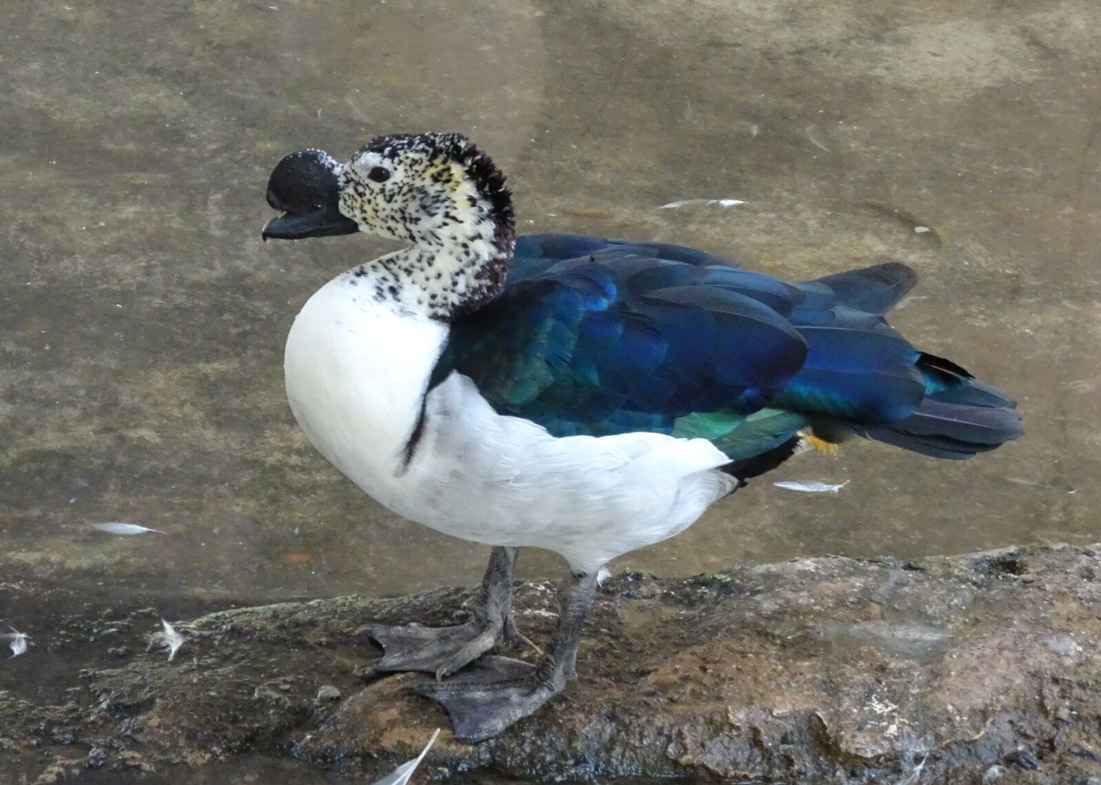 Sony Cyber-shot DSC-HX90V sample photo. Duck, bird, knob-billed duck photography