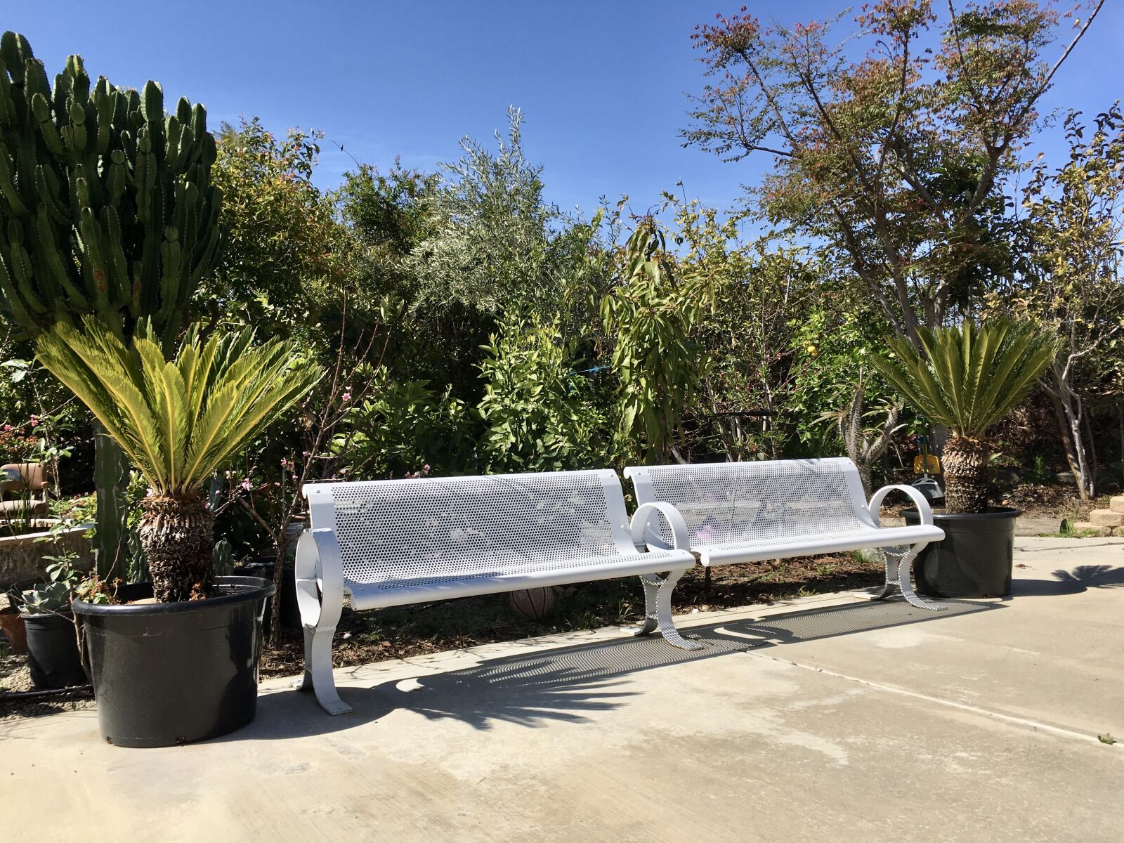 Apple iPhone 6s sample photo. Tree, plant, bench photography