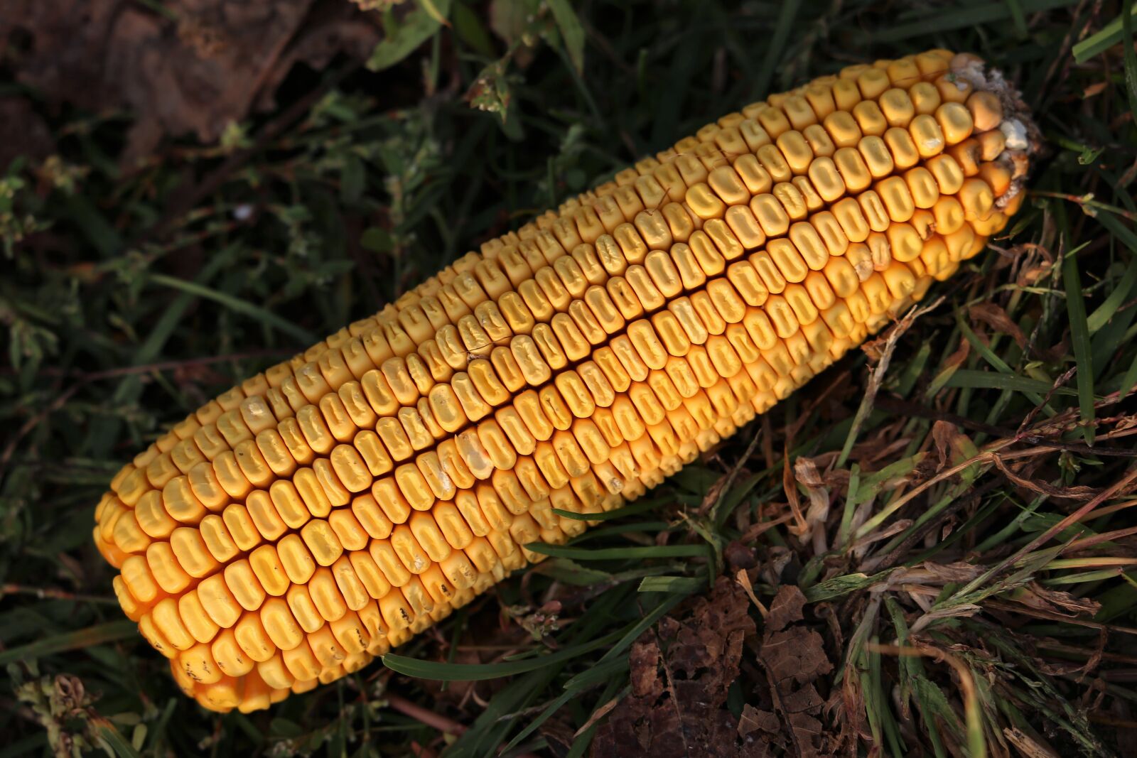 Canon EF 70-300 F4-5.6 IS II USM sample photo. Corn cob, harvest, yellow photography