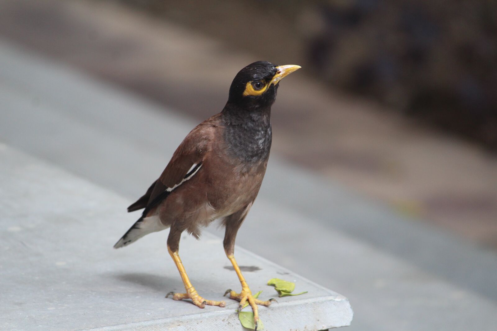 Canon EOS 1200D (EOS Rebel T5 / EOS Kiss X70 / EOS Hi) sample photo. Acridotheres tristis, common myna photography