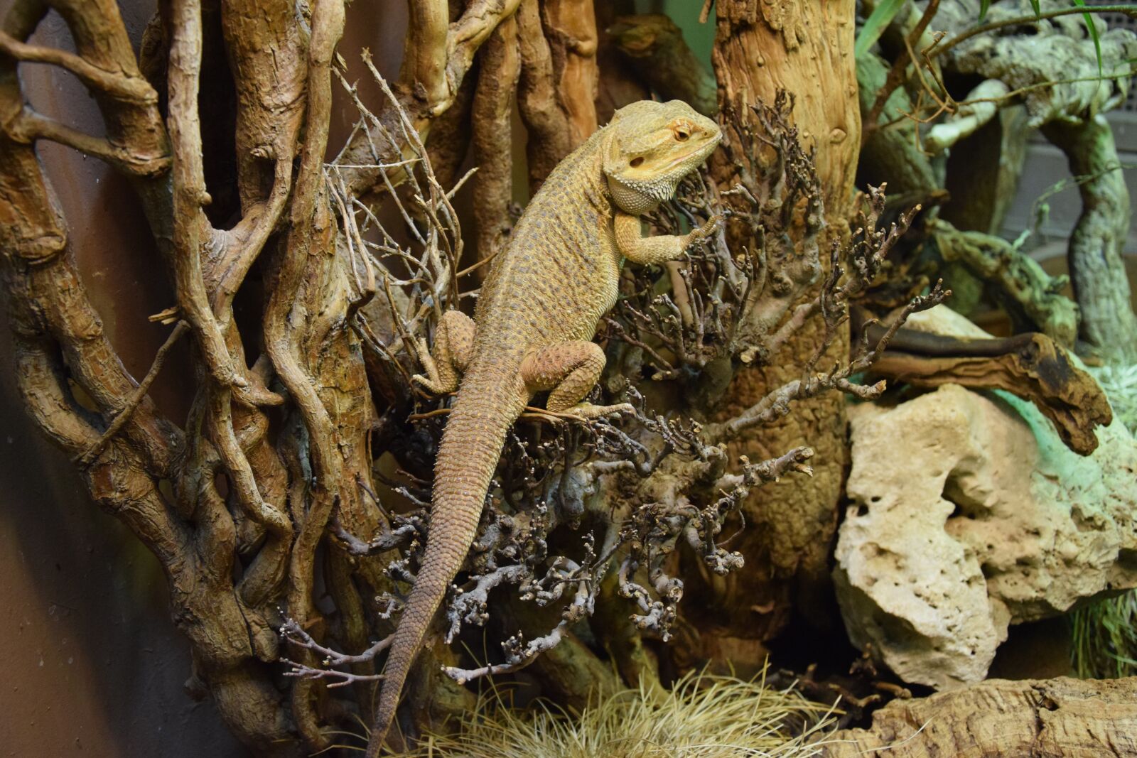 Nikon D5300 sample photo. Bearded dragon, reptile, terrarium photography