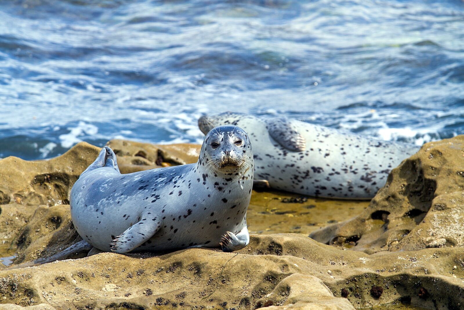 Canon EOS 7D sample photo. Robbe, seal, aquatic animal photography