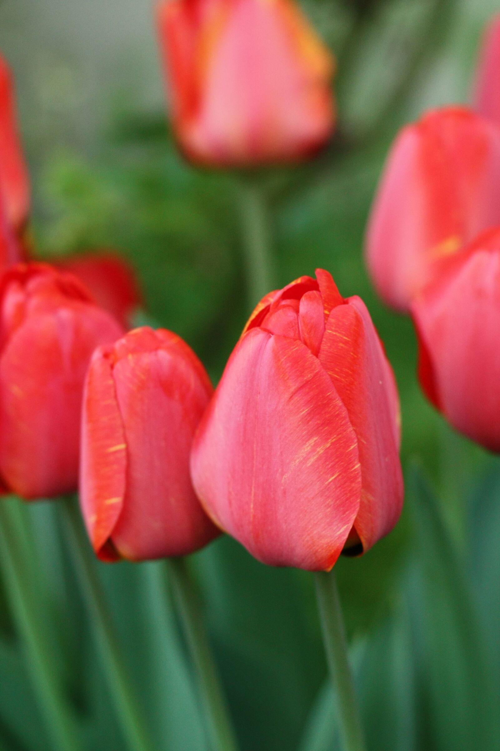 Canon EOS 450D (EOS Rebel XSi / EOS Kiss X2) sample photo. Tulip, flower, spring photography