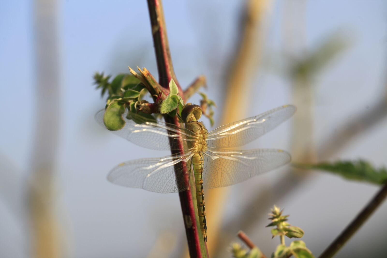 Canon EOS 5D Mark II sample photo. Dragonfly, nature, insects photography