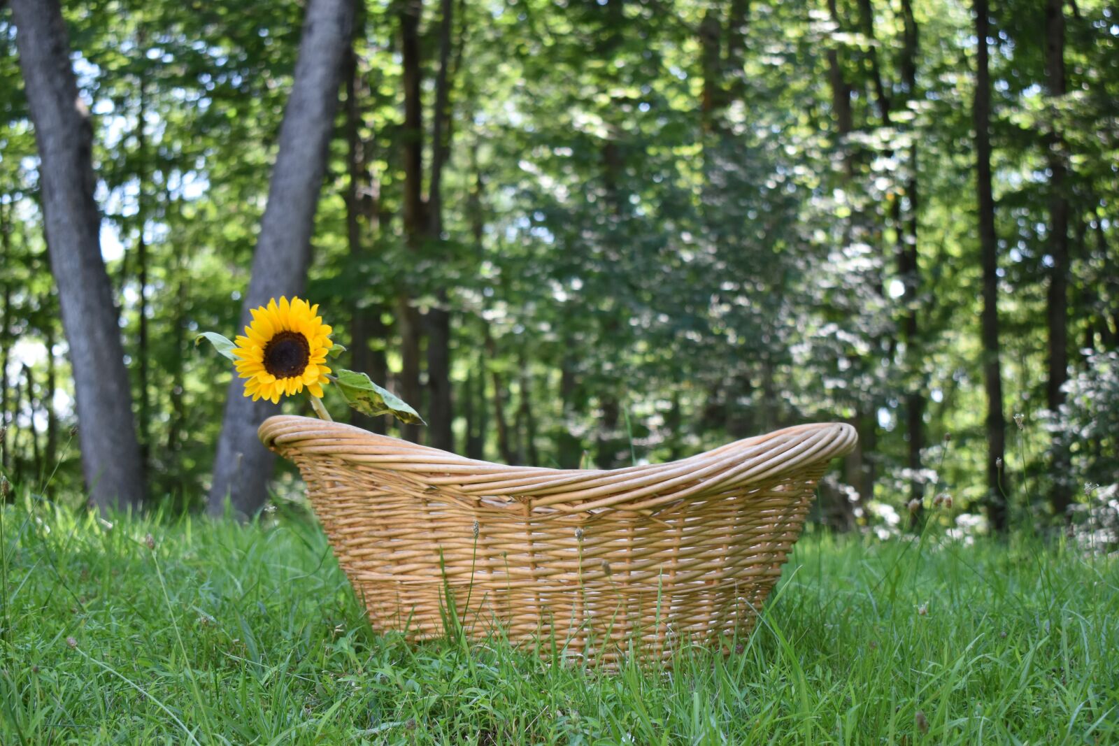 Nikon D3500 sample photo. Sunflower, nature, summer photography
