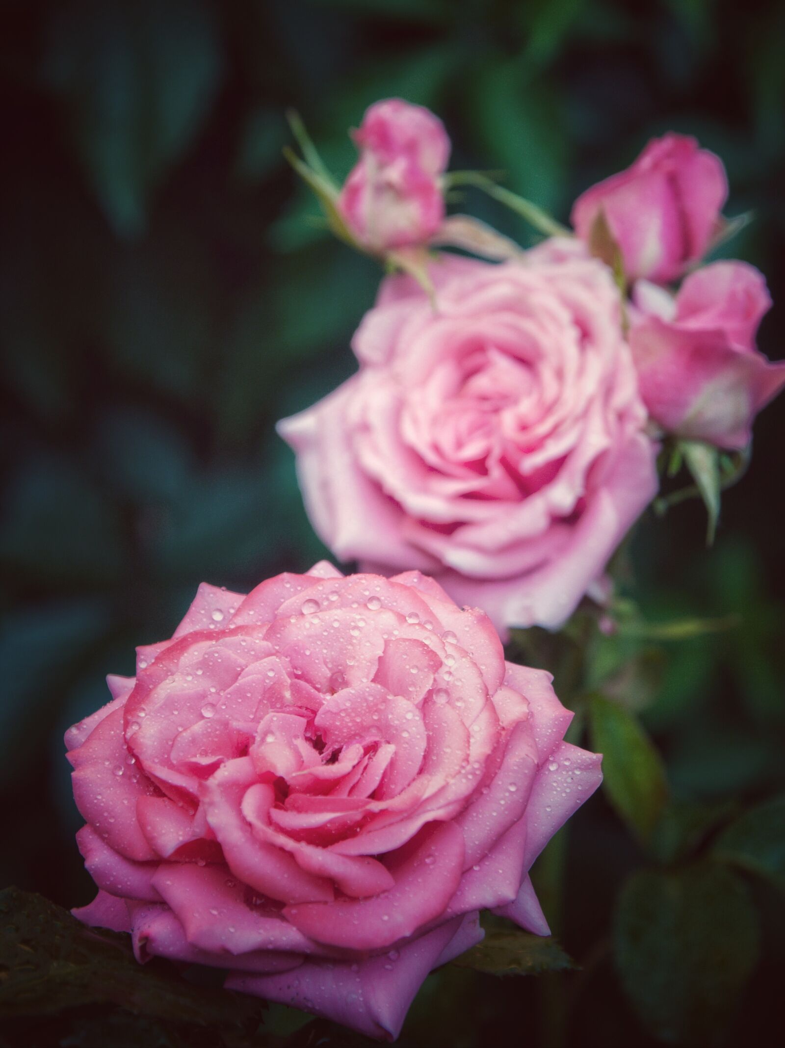 Nikon D300S sample photo. Roses, drops, flowers photography