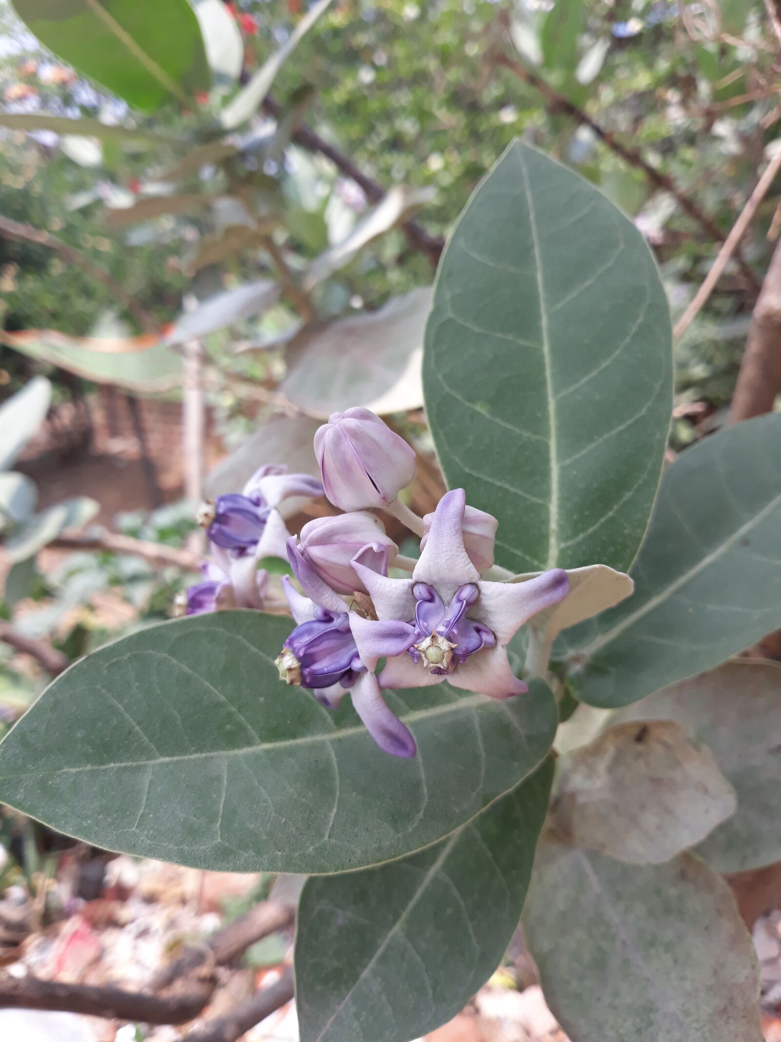 Samsung Galaxy J7 Pro sample photo. Flora, tree, nature photography