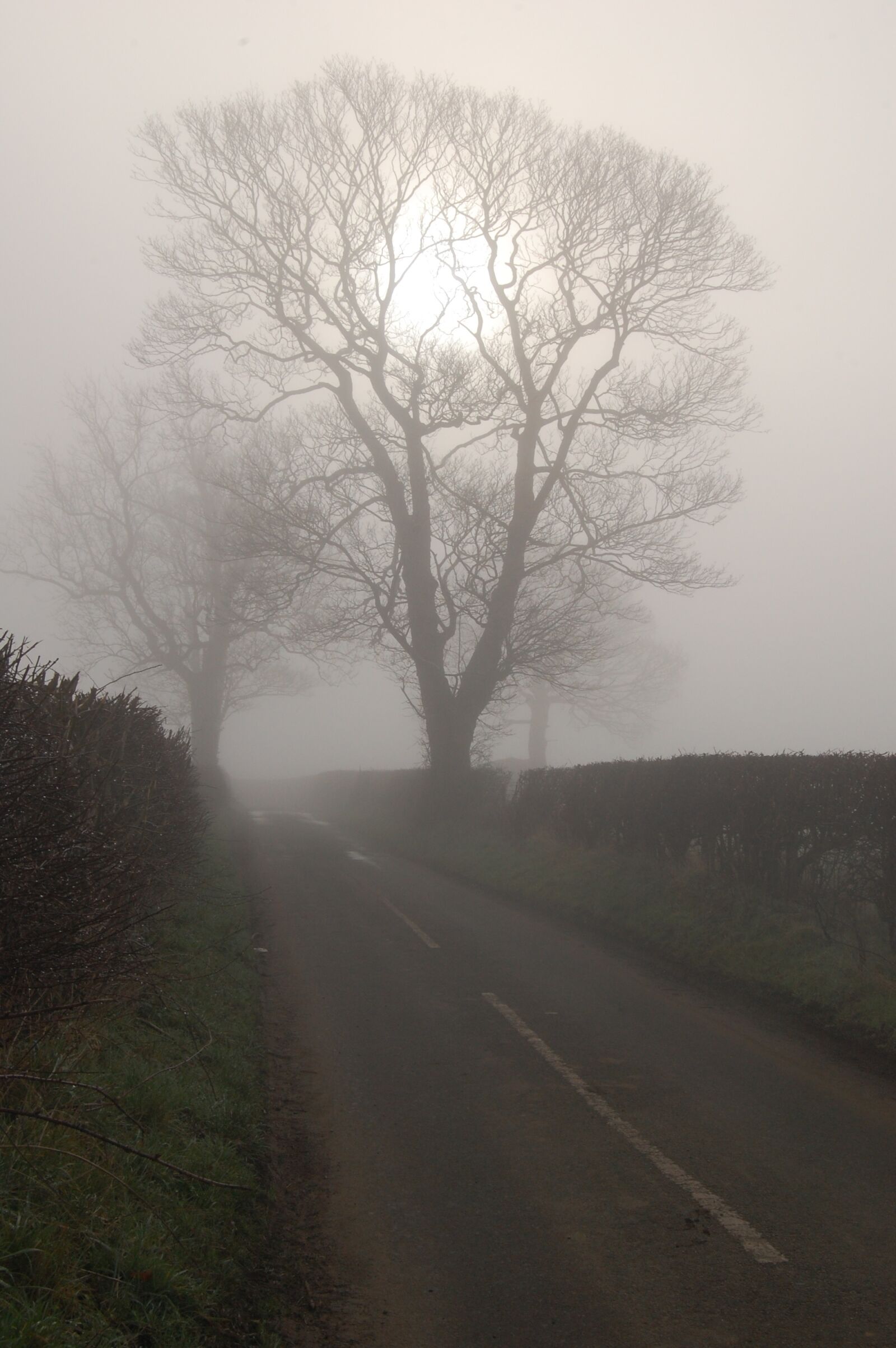 Nikon D40 sample photo. Tree, sun, mist photography