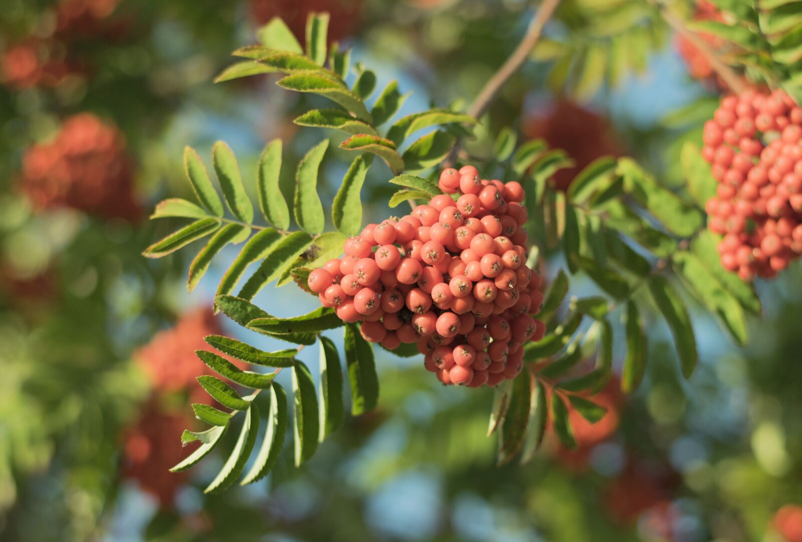 Nikon D5300 sample photo. Rowan berries, autumn, red photography