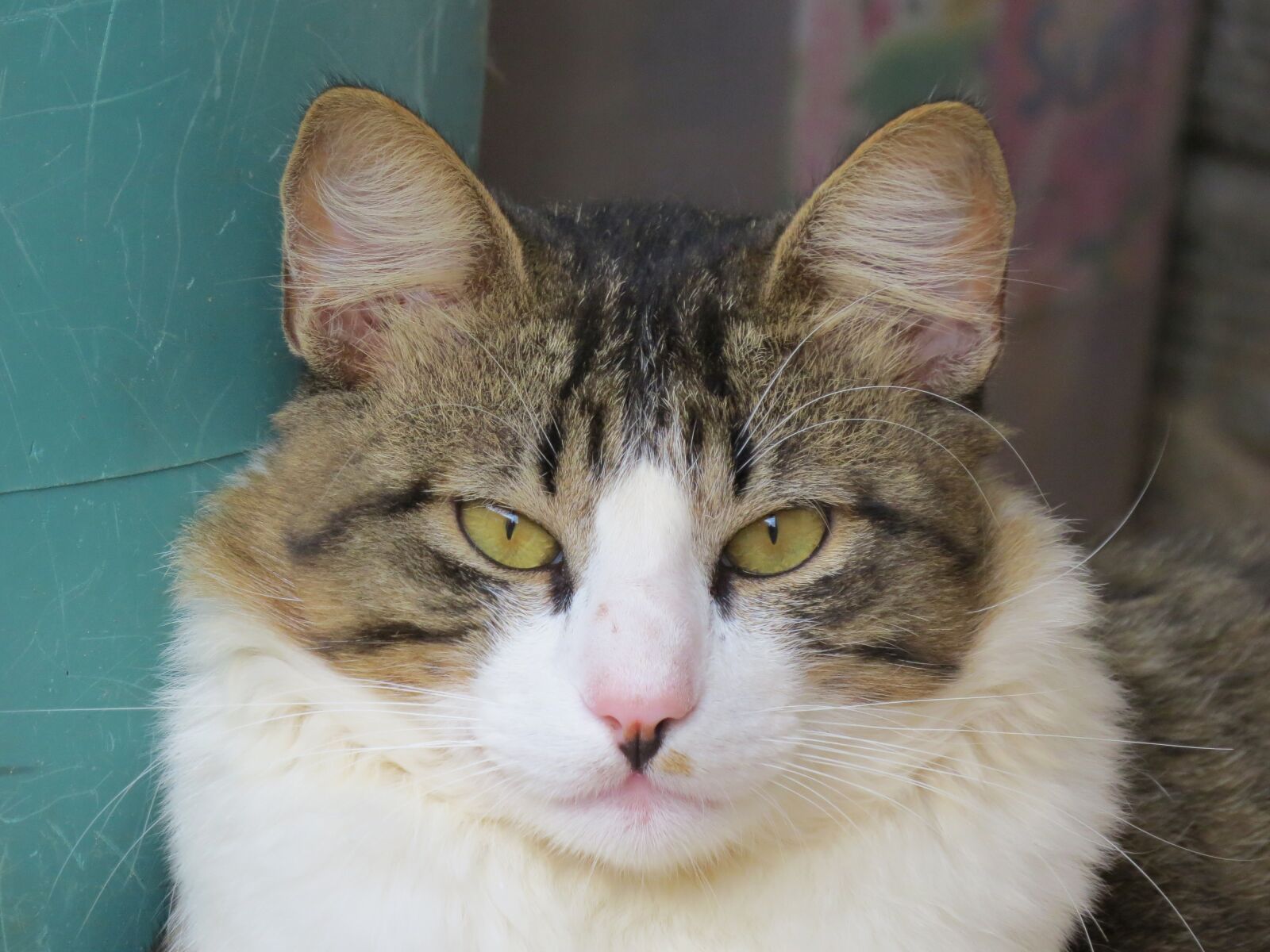 Canon PowerShot SX50 HS sample photo. Cat, feline, animal photography