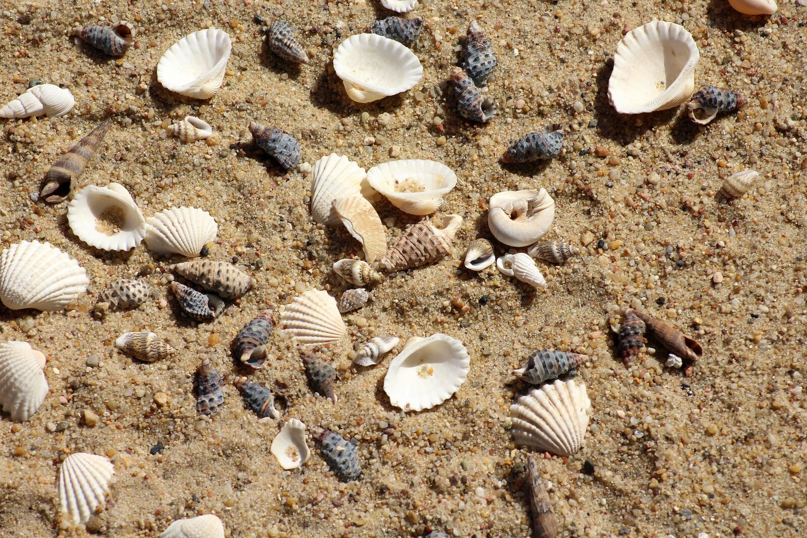 Canon EOS 1200D (EOS Rebel T5 / EOS Kiss X70 / EOS Hi) sample photo. Shells, sand, beach photography