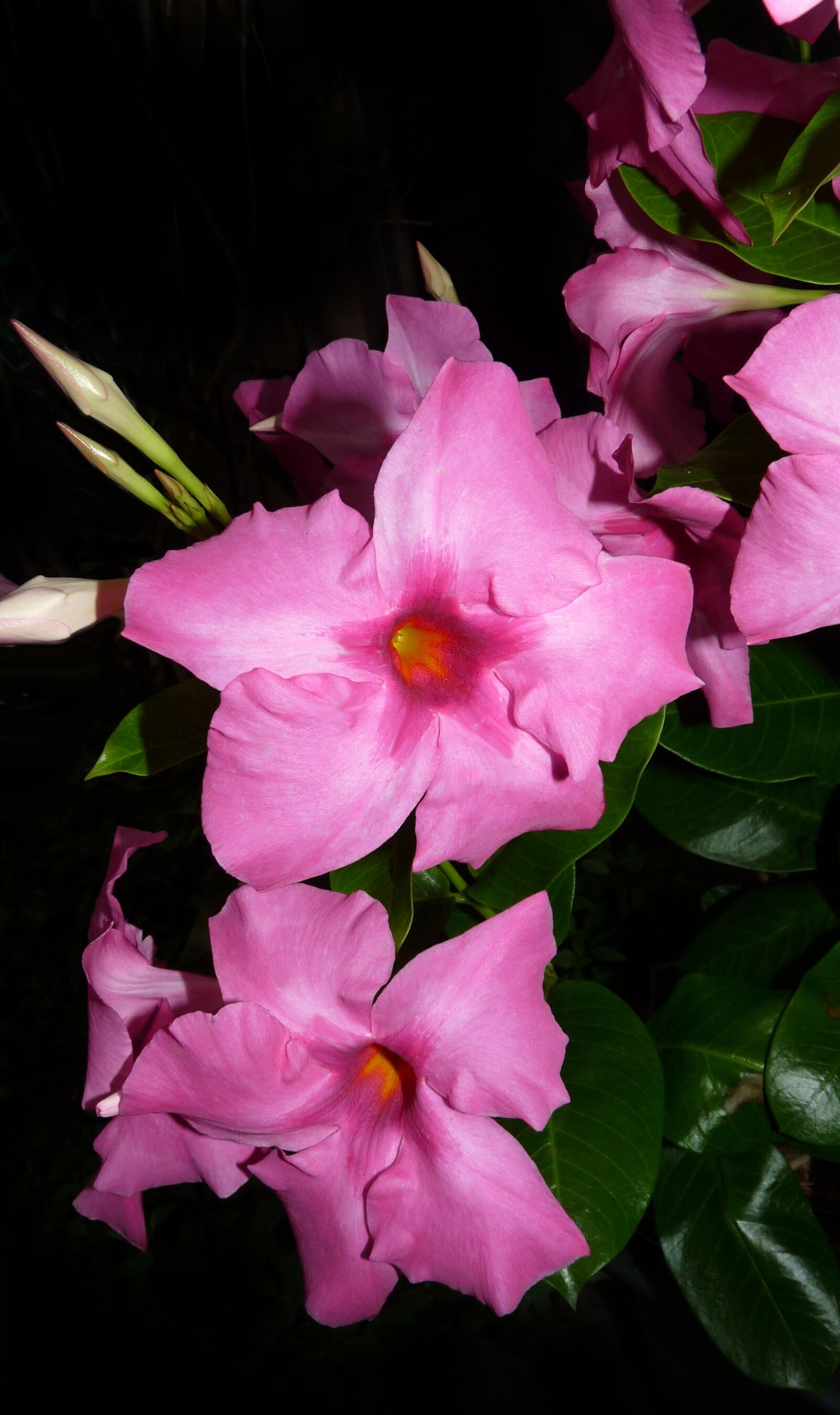 Panasonic Lumix DMC-FZ28 sample photo. Flower, pink, climber photography