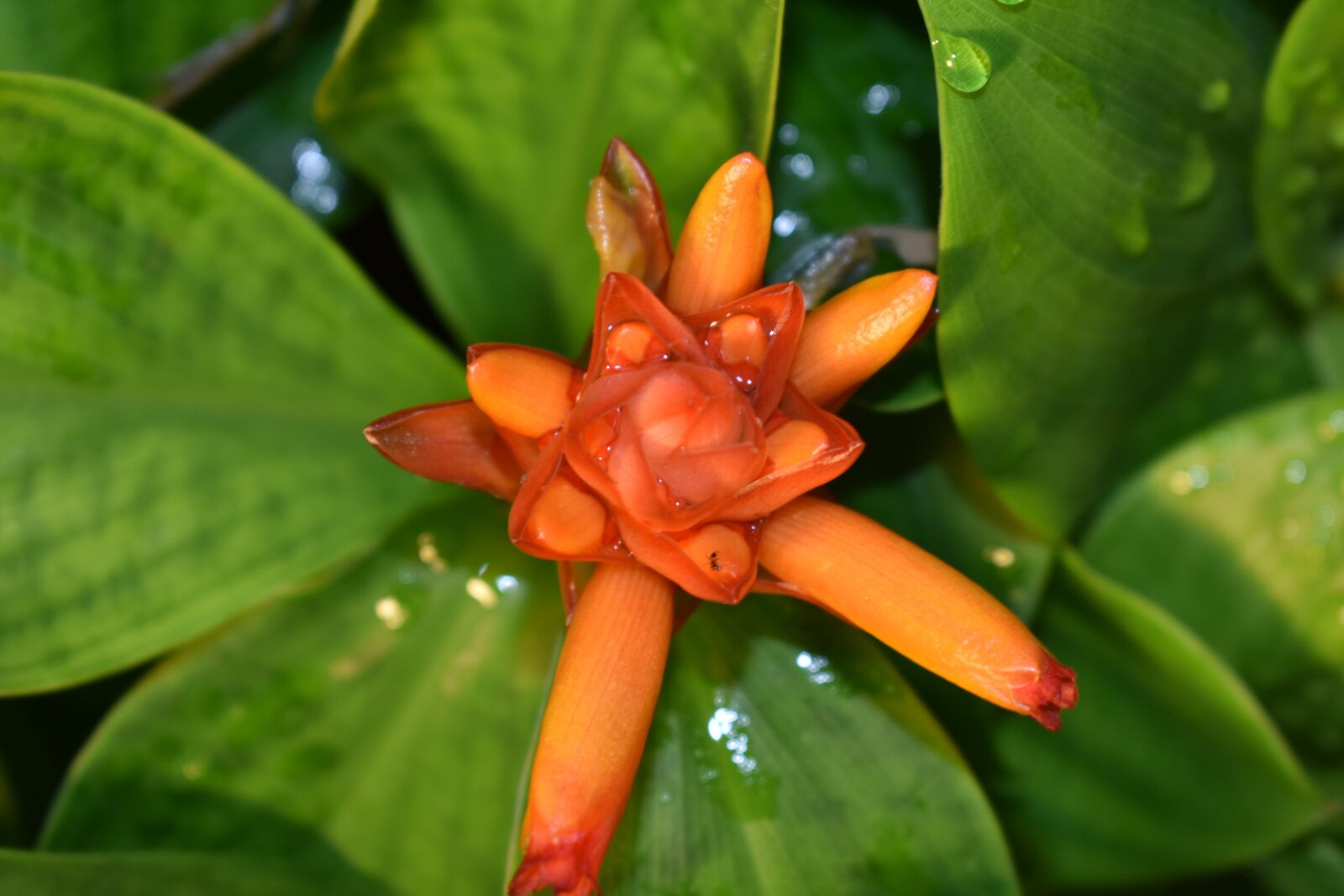 Nikon D3400 sample photo. Flower, red flower, red photography