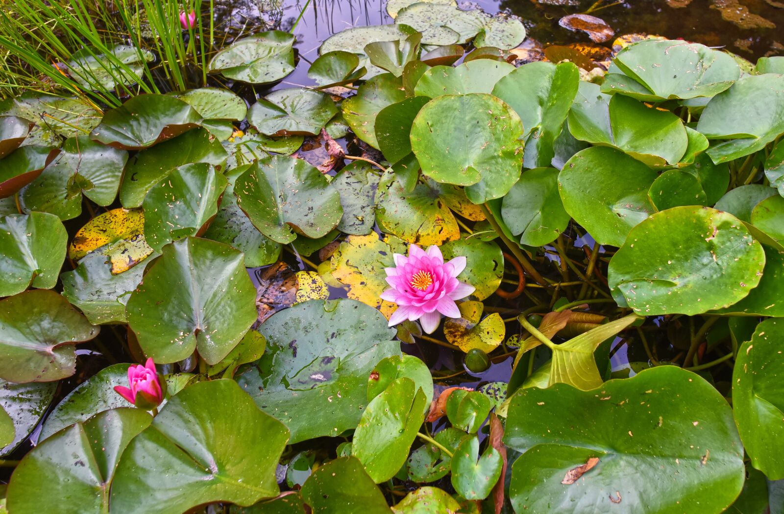 Nikon D750 sample photo. Water lily, aquatic herb photography