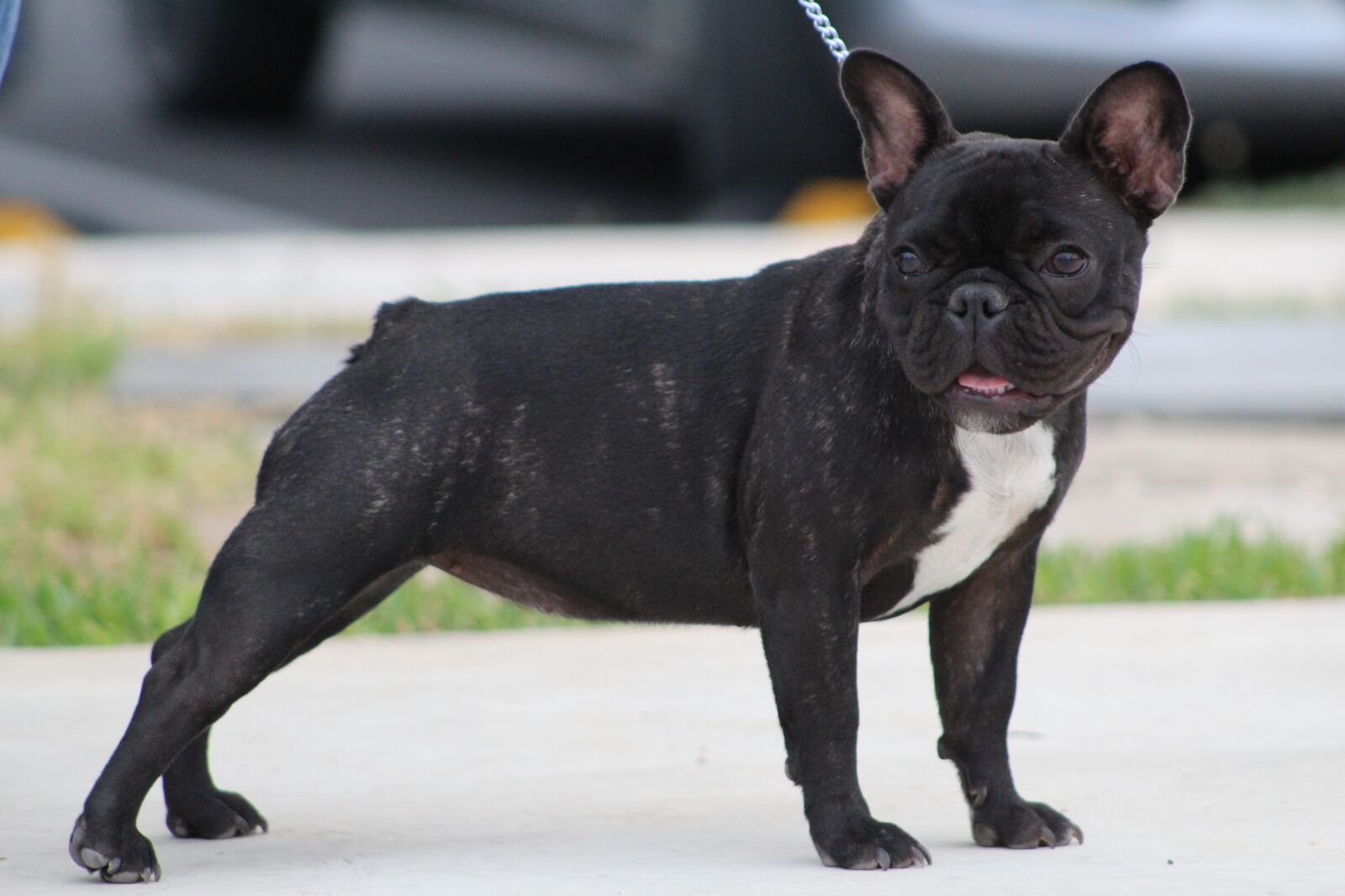 Canon EOS 1300D (EOS Rebel T6 / EOS Kiss X80) + Canon EF75-300mm f/4-5.6 sample photo. Frenchie, black fur, happy photography