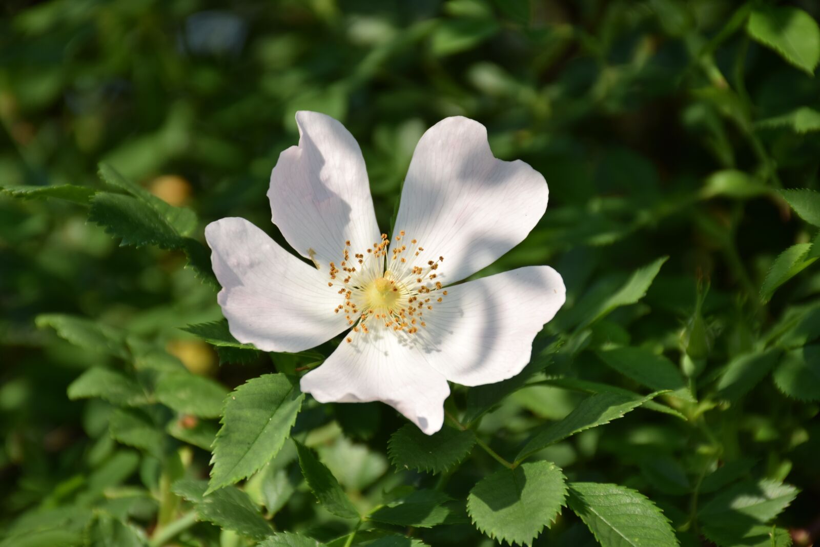 Nikon D5300 sample photo. Wild rose, rose hip photography