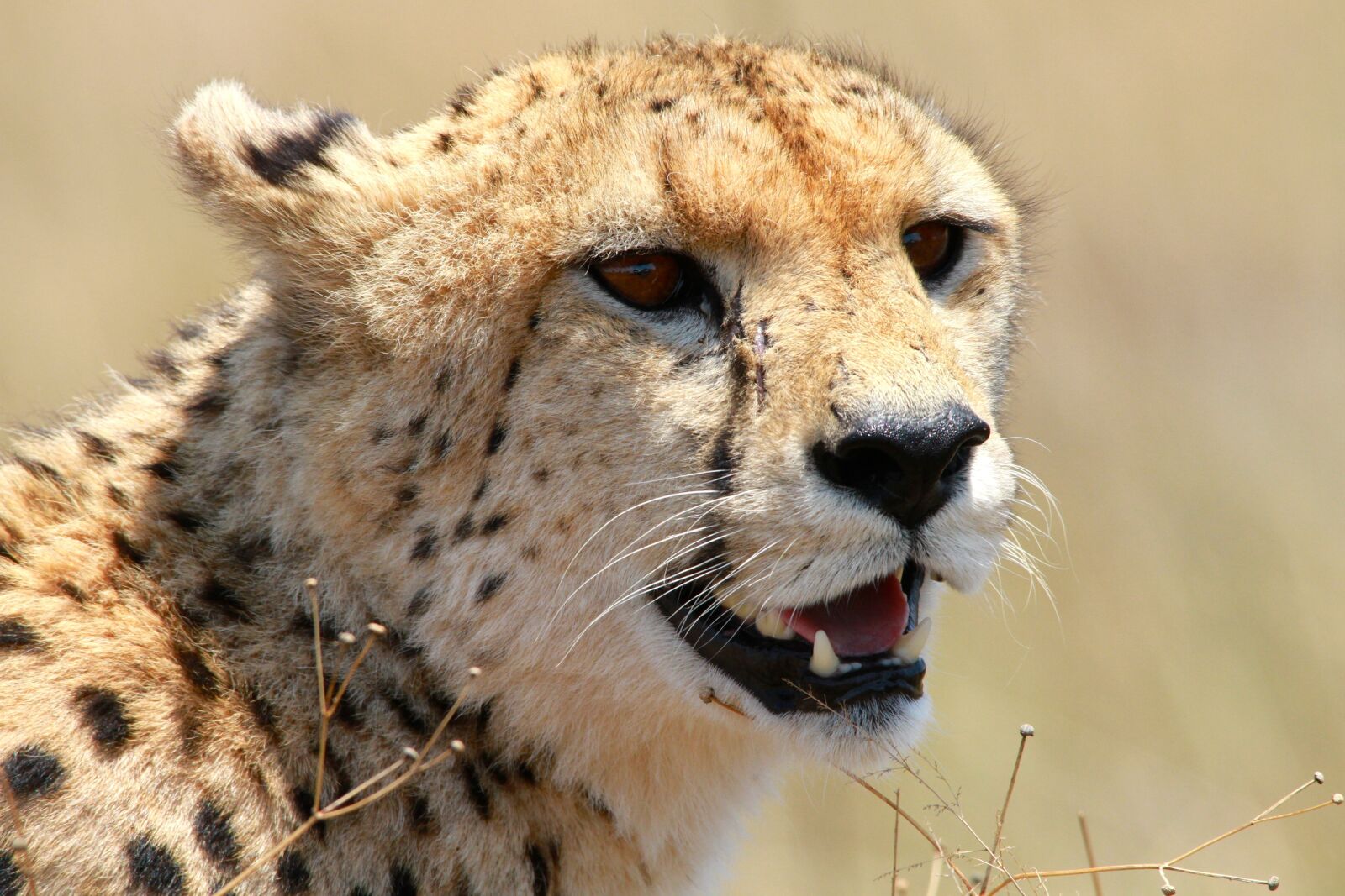 Canon EOS 7D sample photo. Cheetah, wildlife, africa photography