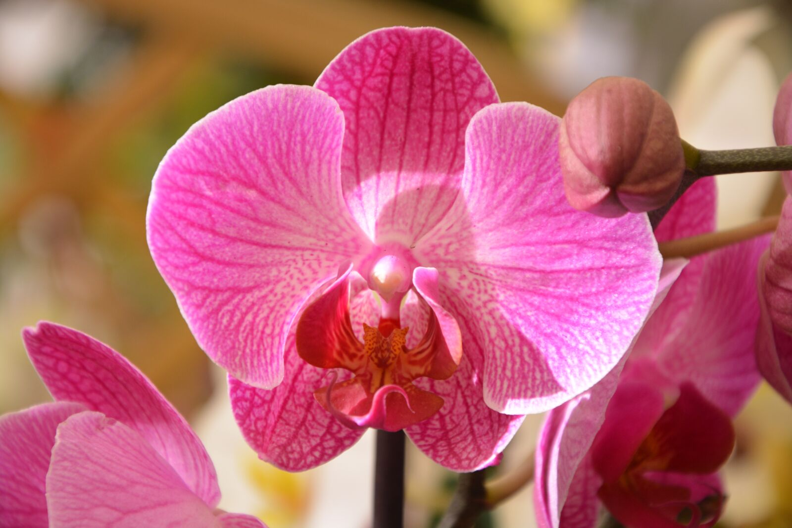 Nikon D5200 sample photo. Orchid bright pink, offer photography