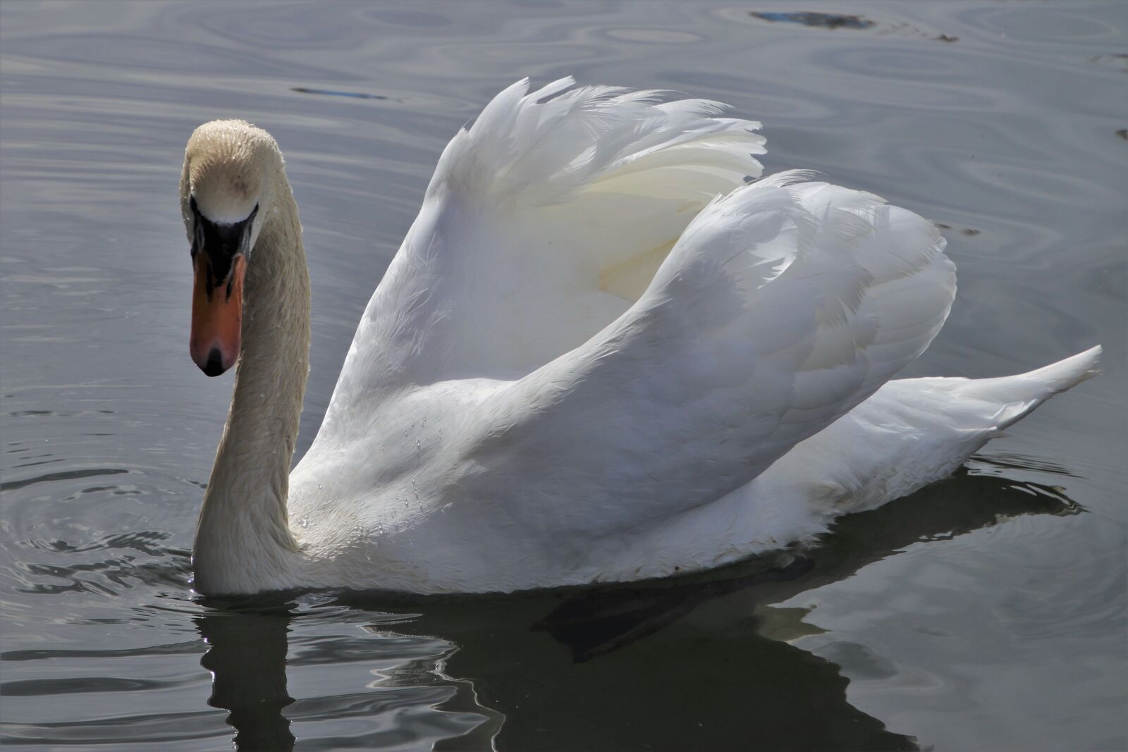 Canon EOS 80D sample photo. White, mute swan, plumage photography