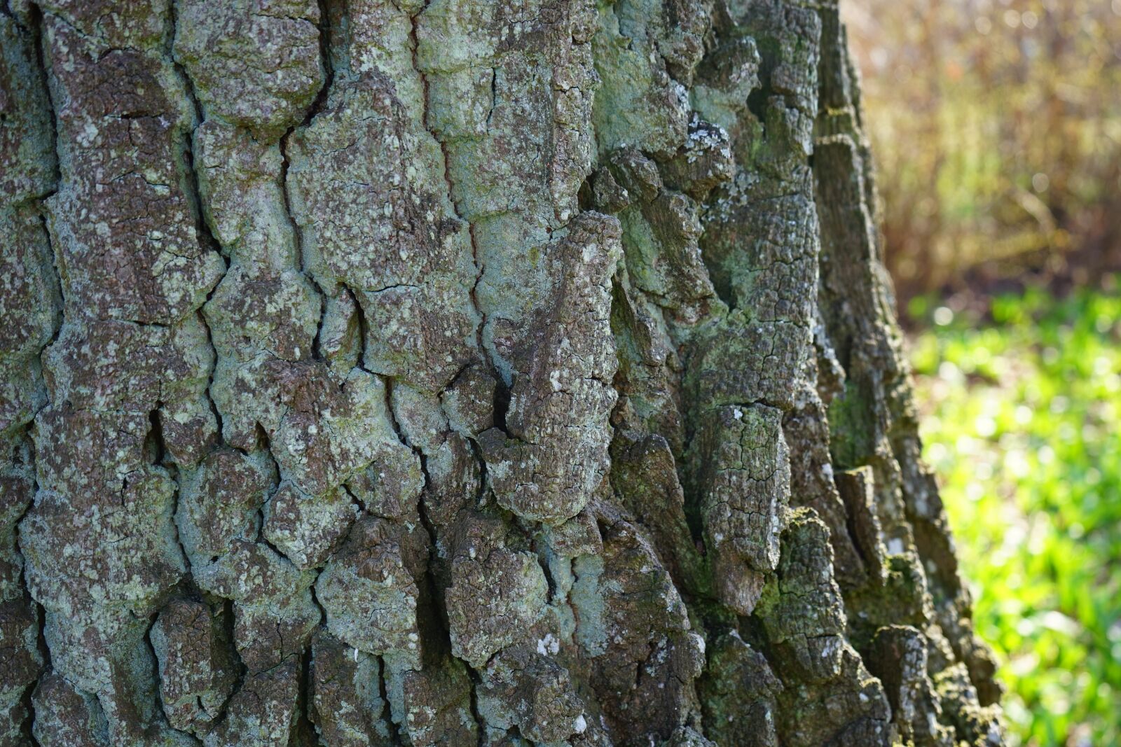 Sony a7 sample photo. Bark, poplar, tribe photography