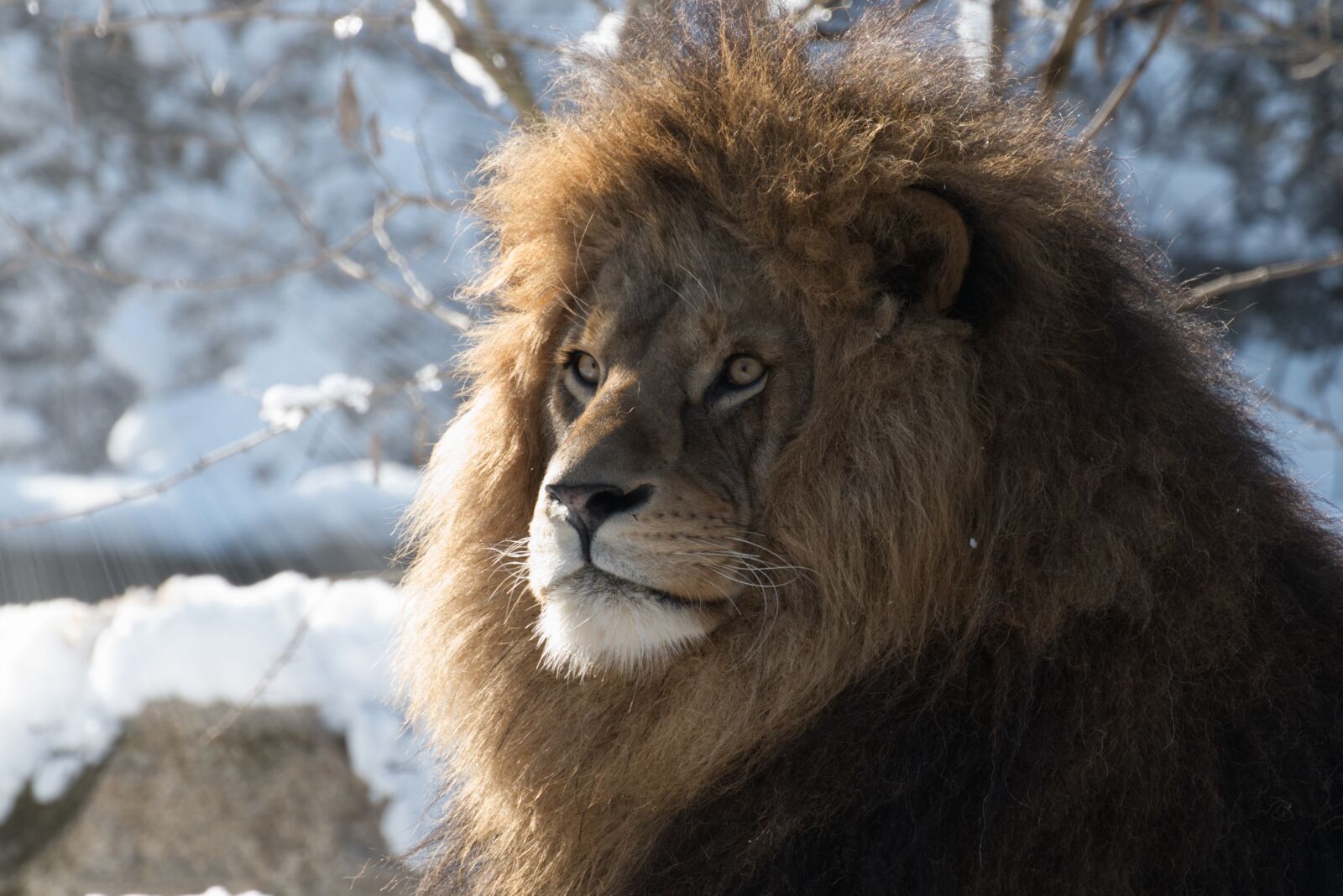 Canon EOS 800D (EOS Rebel T7i / EOS Kiss X9i) sample photo. Lion, predator, zoo photography