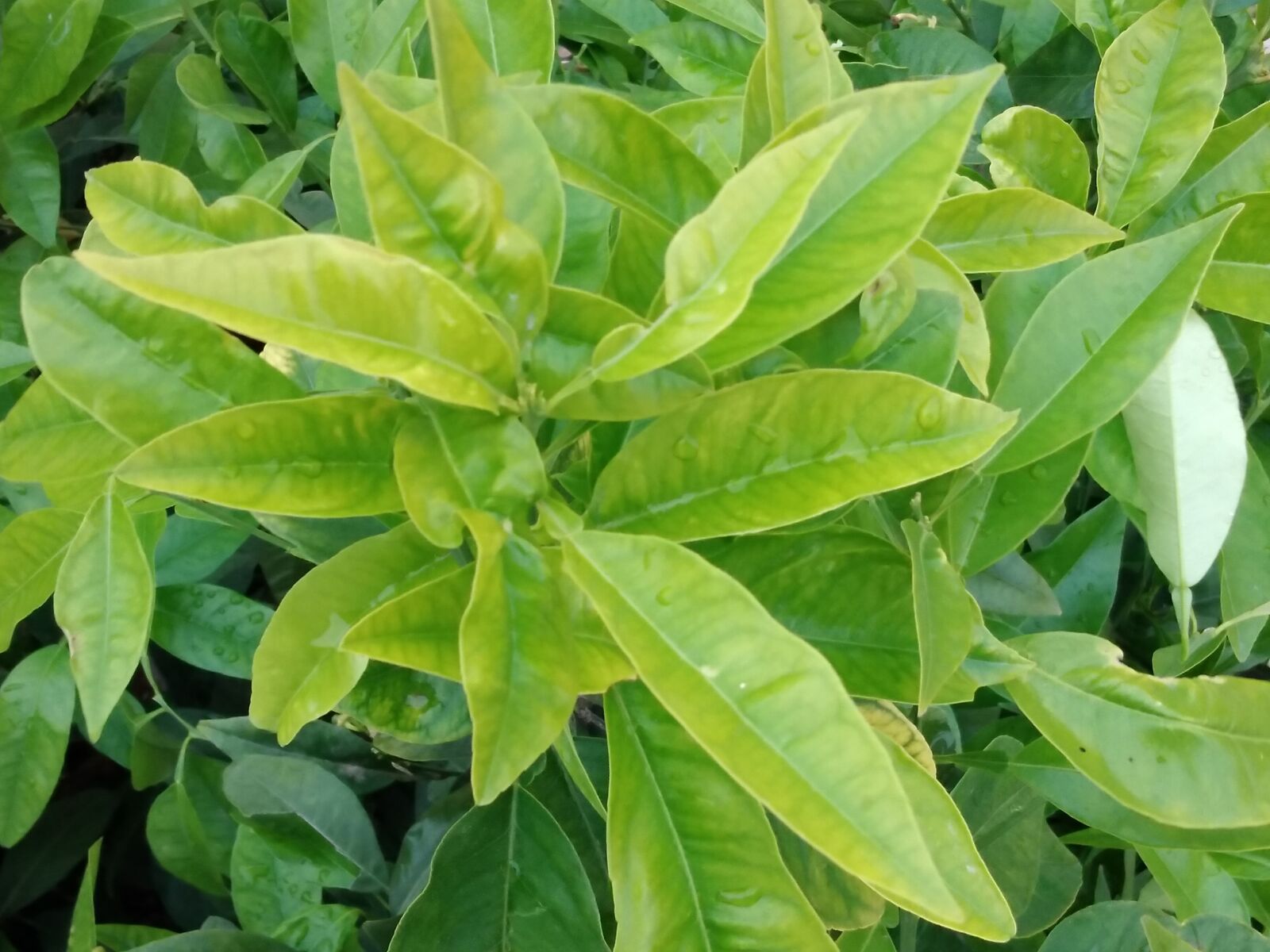 HUAWEI DUB-LX1 sample photo. Garden, leaf, orange photography