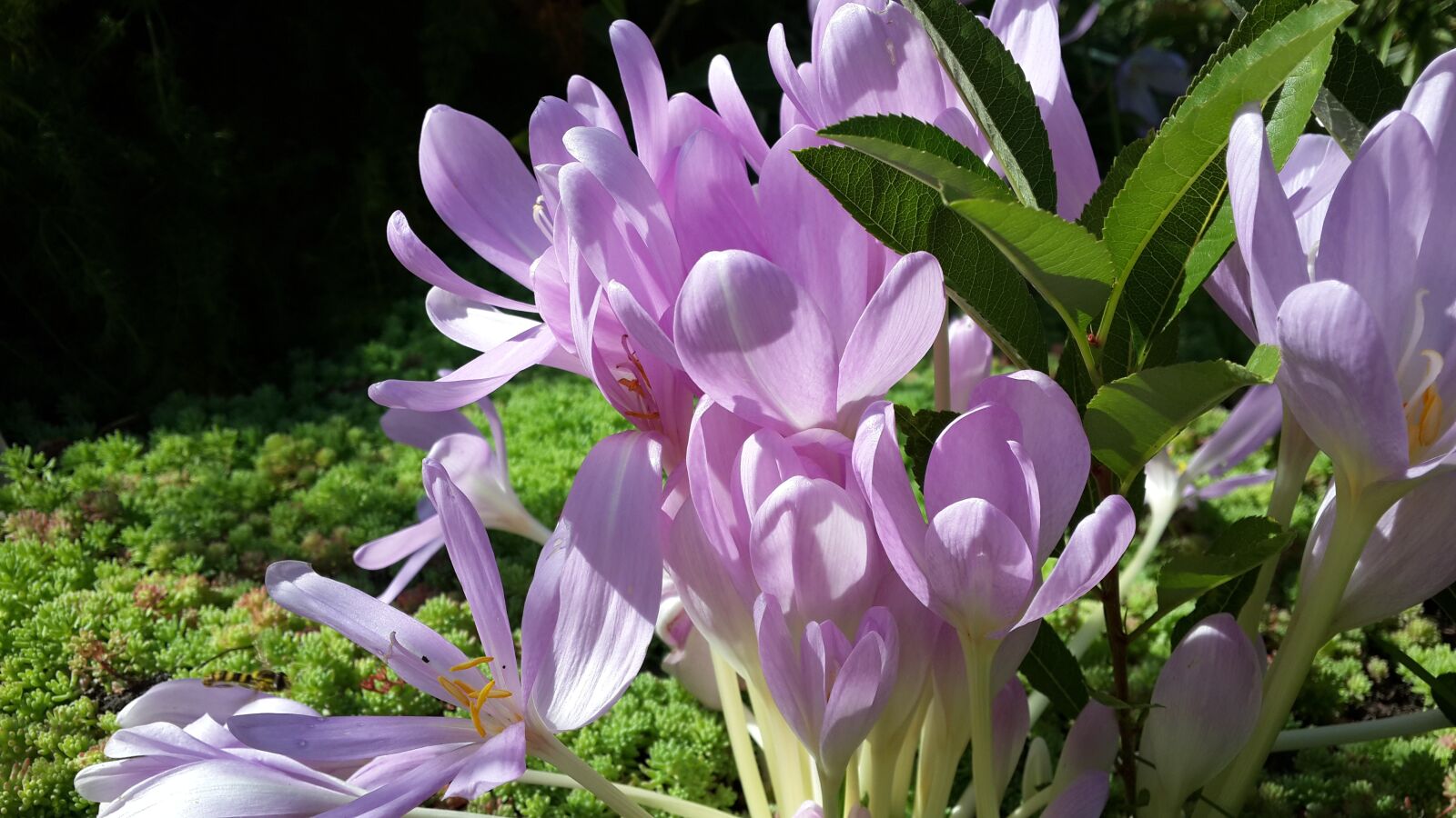 Samsung Galaxy S4 sample photo. Pink flowers, delicate flowers photography